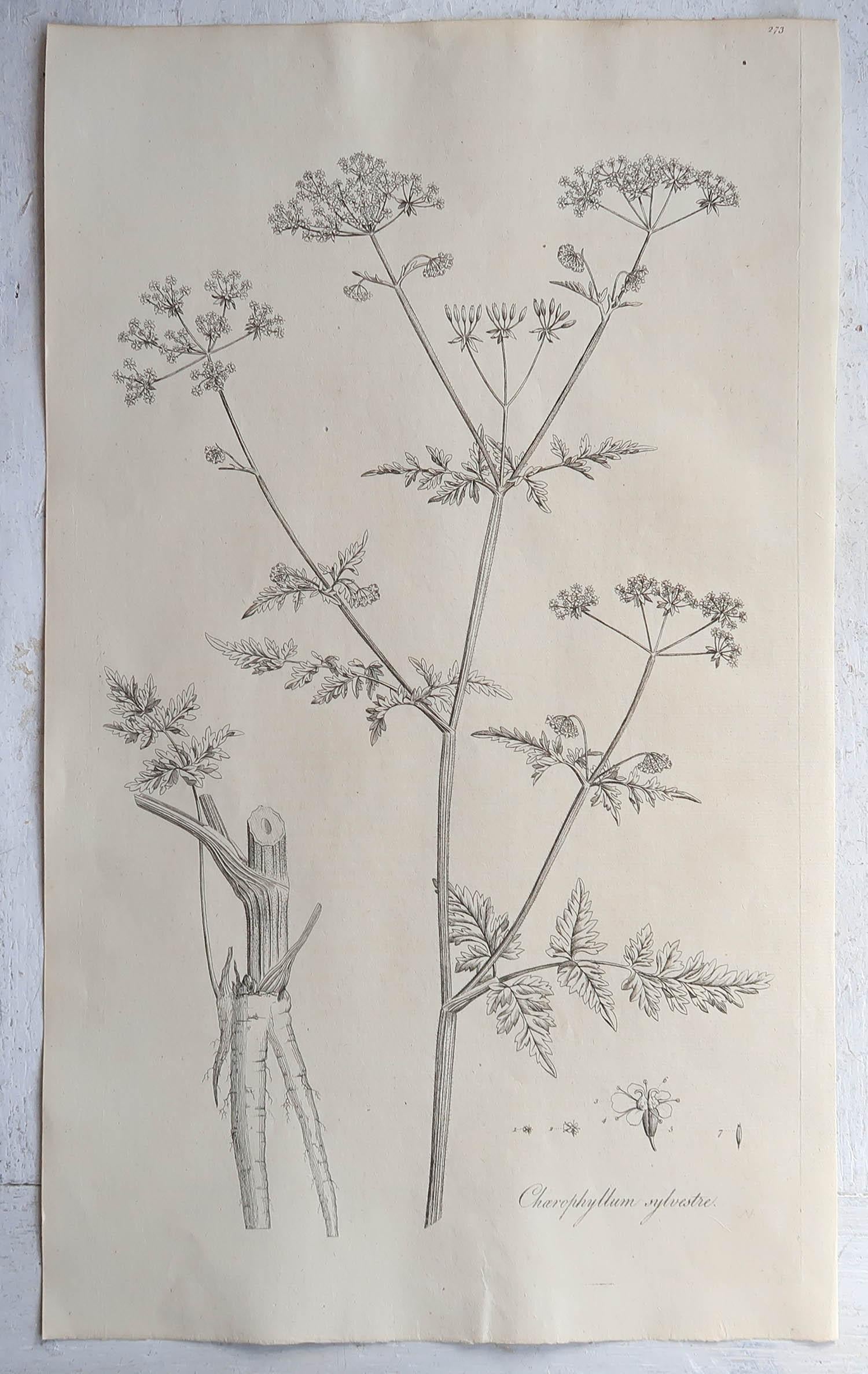 Georgian Set of 6 Original Antique Large Scale Botanical Prints - Herbs. Dated 1791