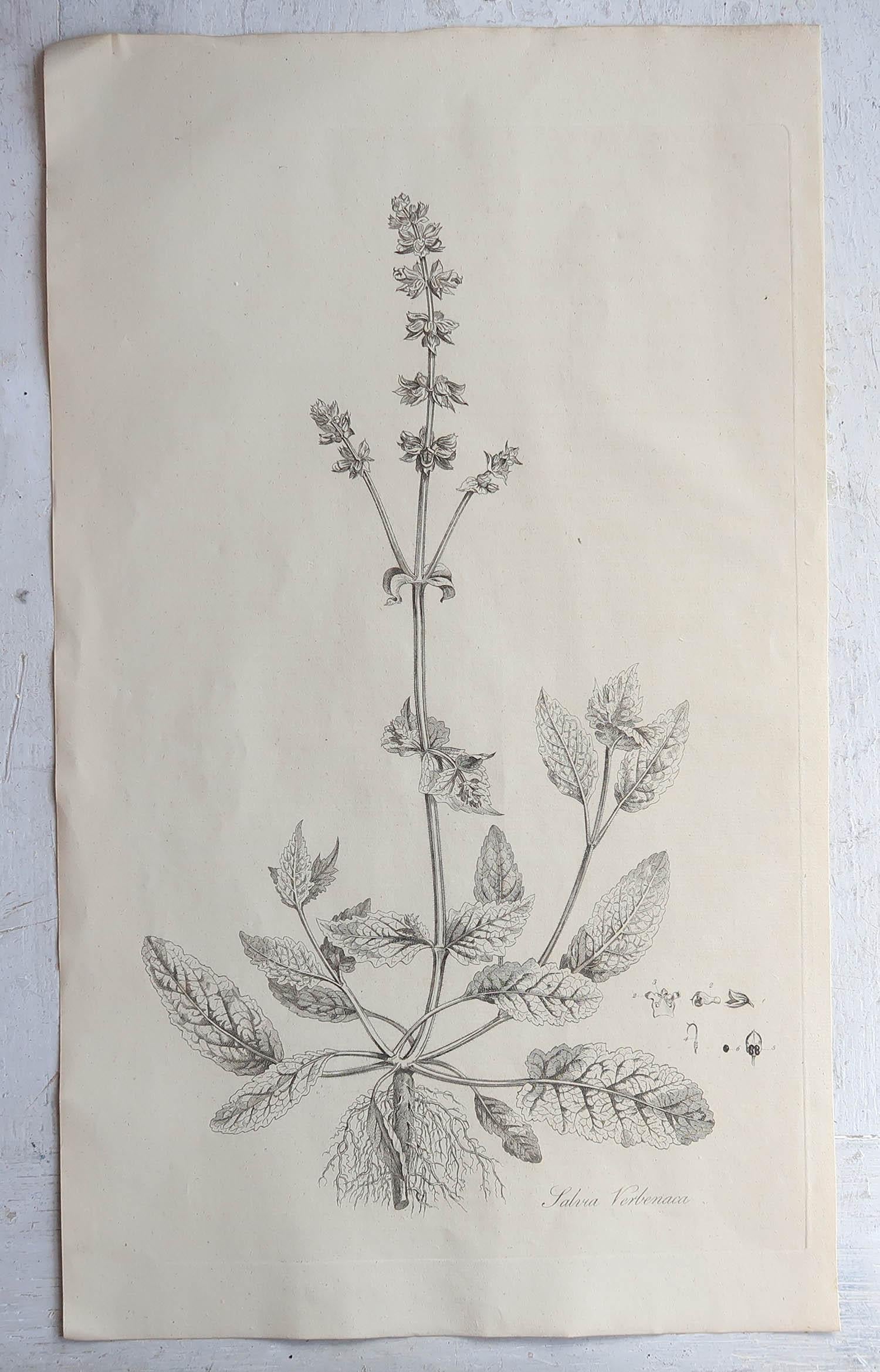 English Set of 6 Original Antique Large Scale Botanical Prints - Herbs. Dated 1791