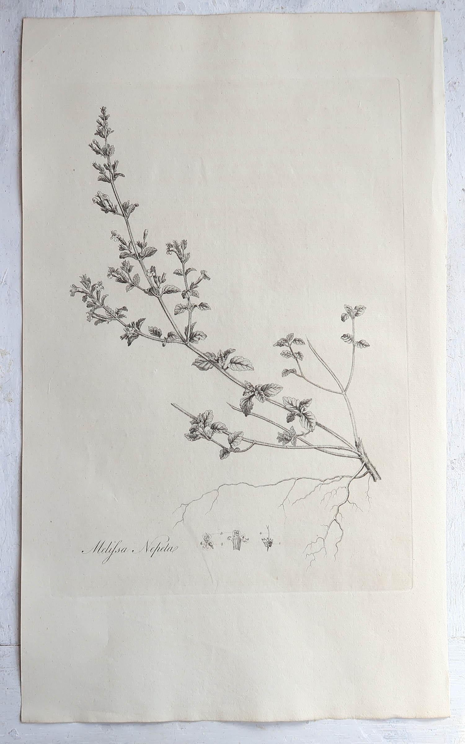 Other Set of 6 Original Antique Large Scale Botanical Prints - Herbs. Dated 1791