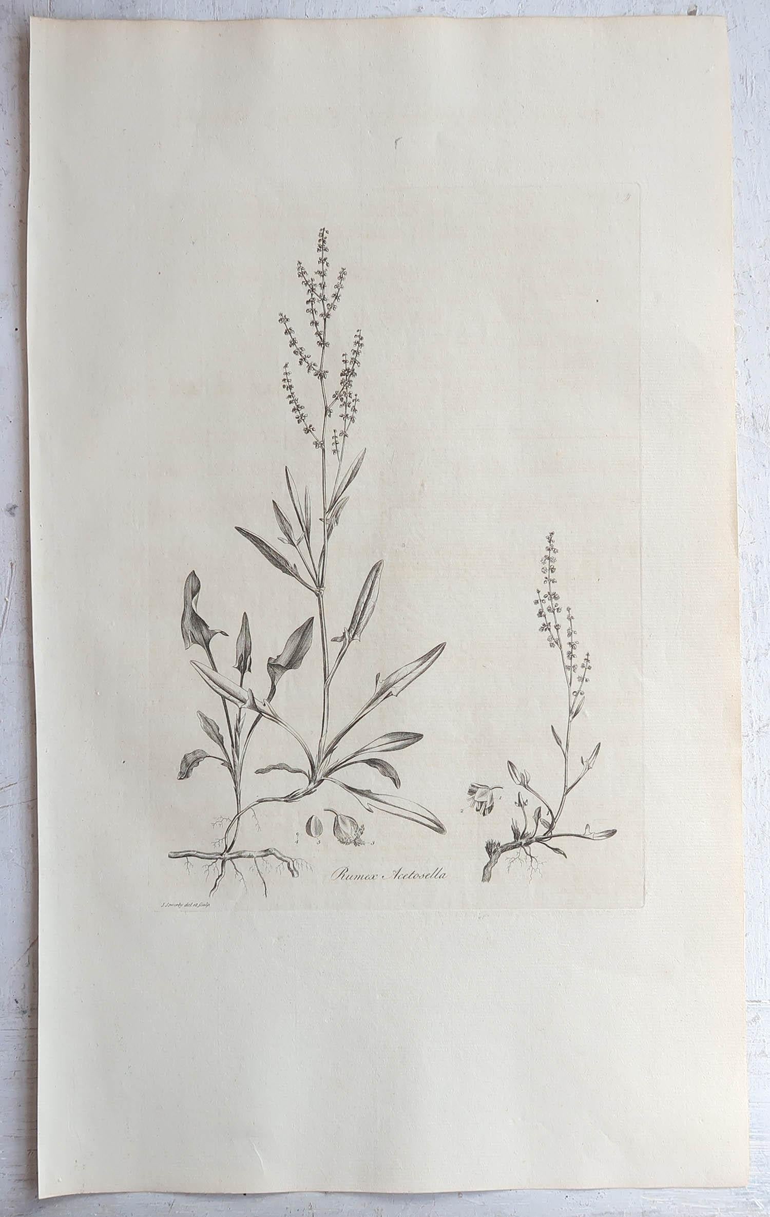 Set of 6 Original Antique Large Scale Botanical Prints - Herbs. Dated 1791 In Good Condition In St Annes, Lancashire