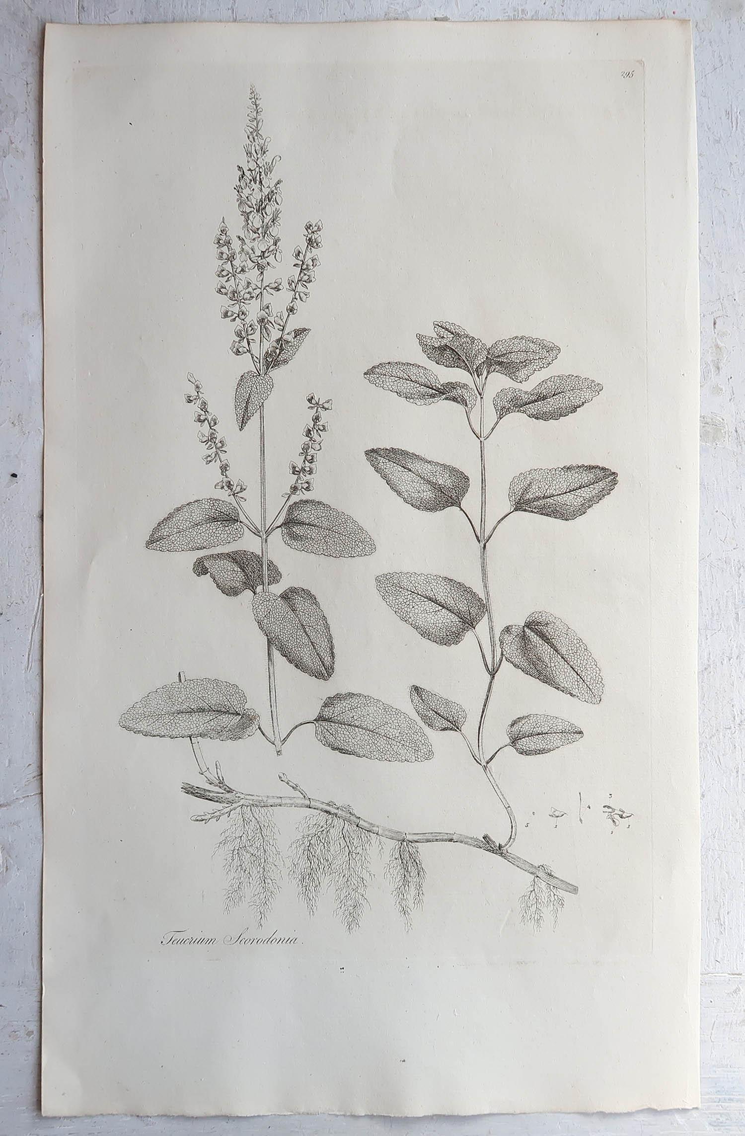 Late 18th Century Set of 6 Original Antique Large Scale Botanical Prints - Herbs. Dated 1791