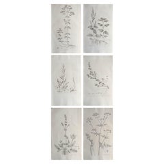 Set of 6 Original Antique Large Scale Botanical Prints - Herbs. Dated 1791