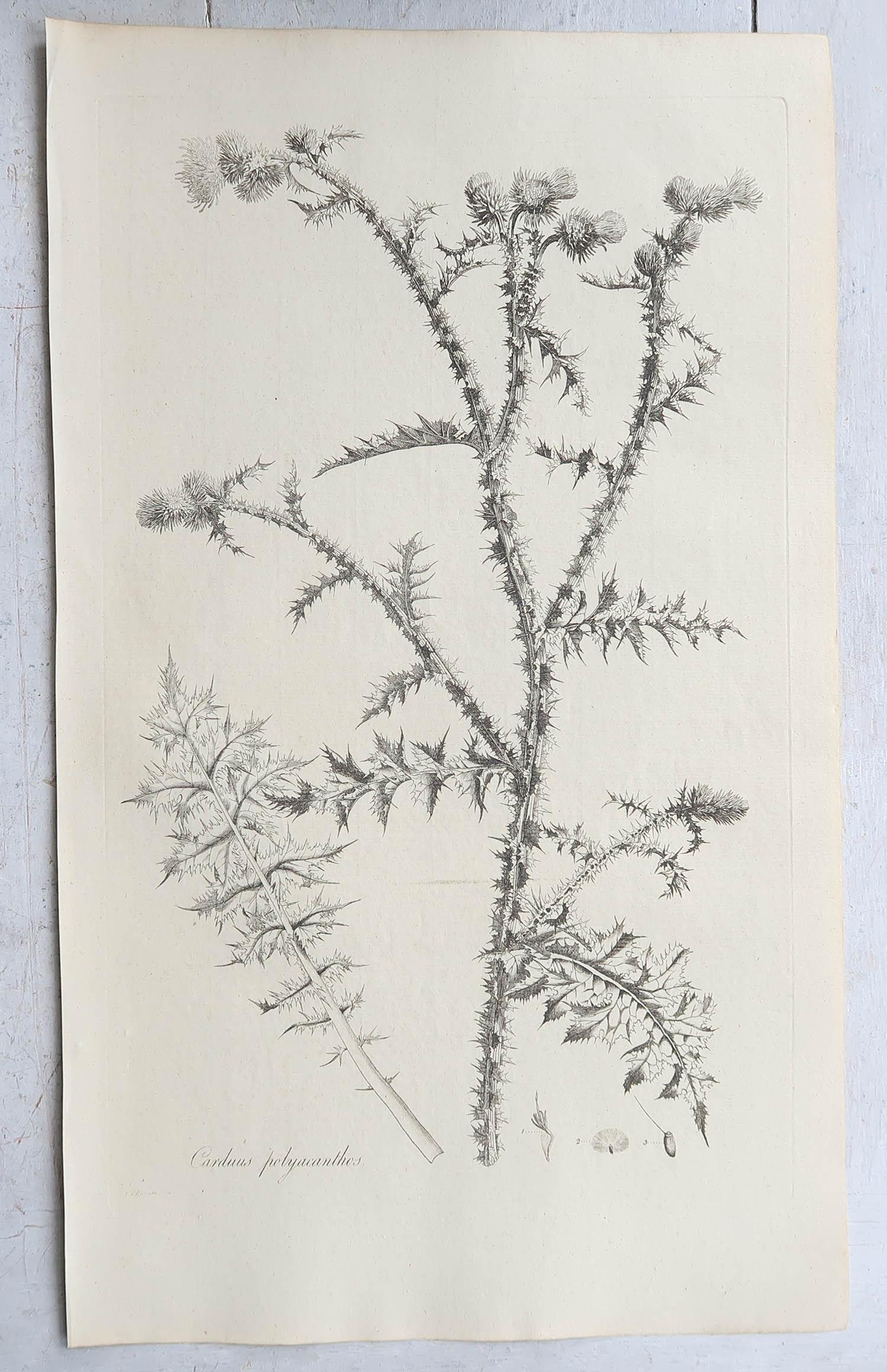 Wonderful set of 6 botanical prints. All thistles

A beautiful colour of off-white/cream to the paper.

Dated 1791

Originally from 