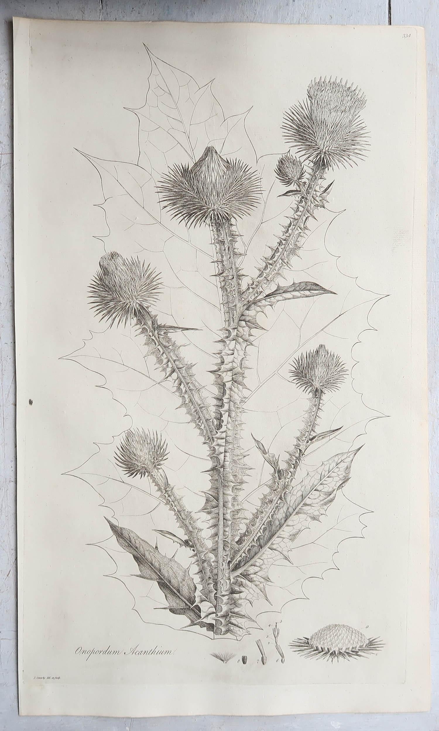Georgian Set of 6 Original Antique Large Scale Botanical Prints - Thistles. Dated 1791
