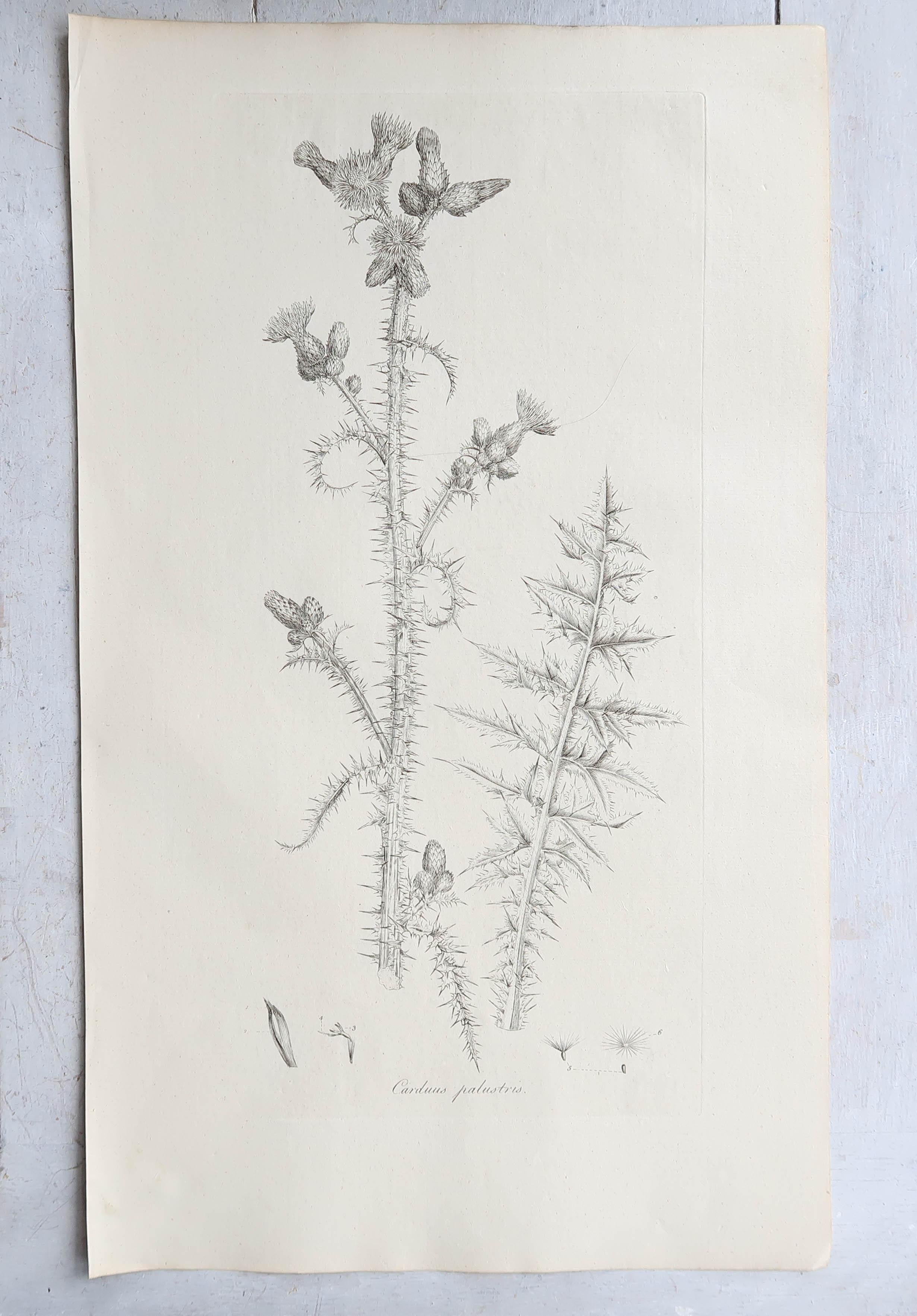 English Set of 6 Original Antique Large Scale Botanical Prints - Thistles. Dated 1791
