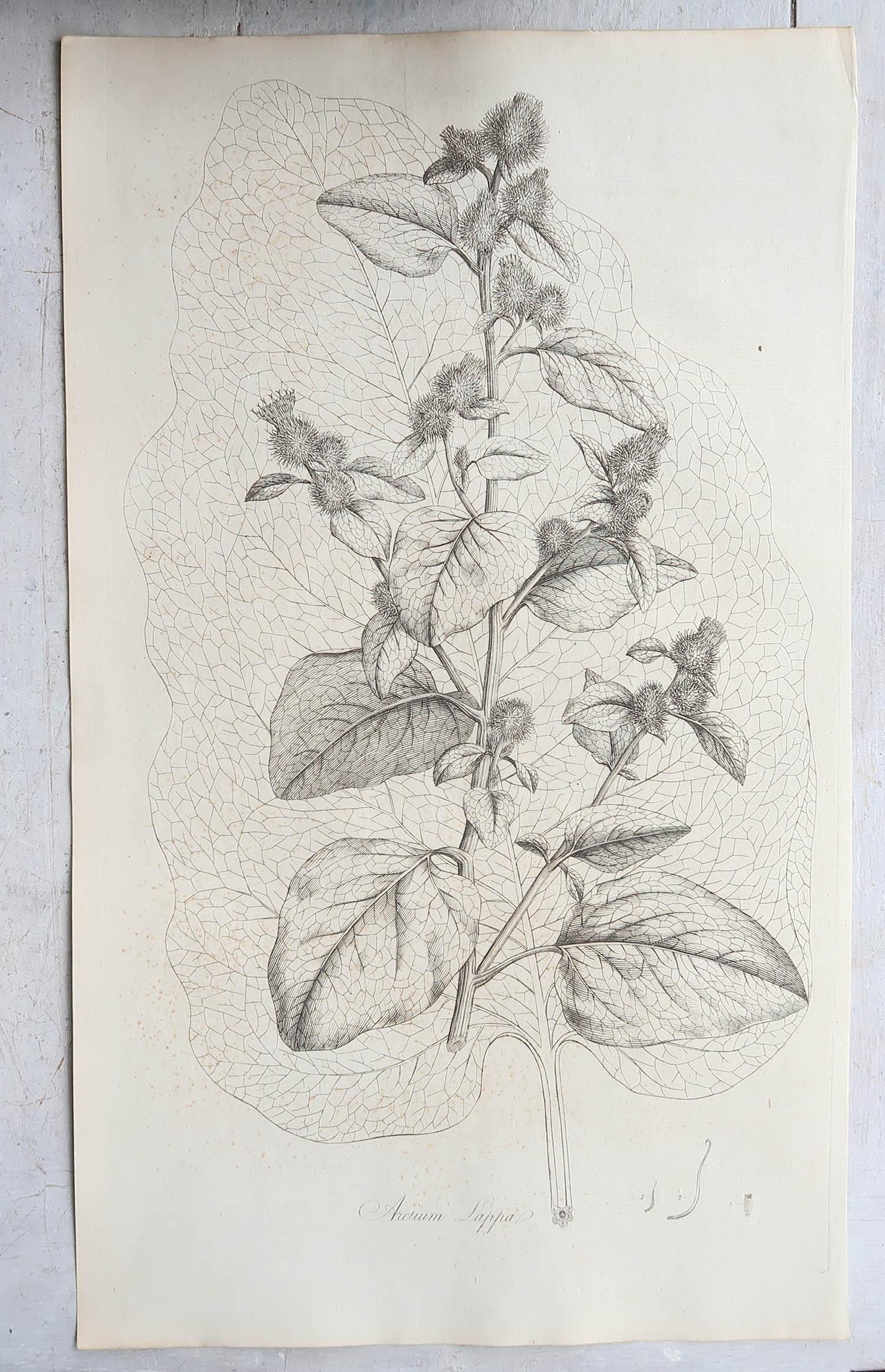 Other Set of 6 Original Antique Large Scale Botanical Prints - Thistles. Dated 1791