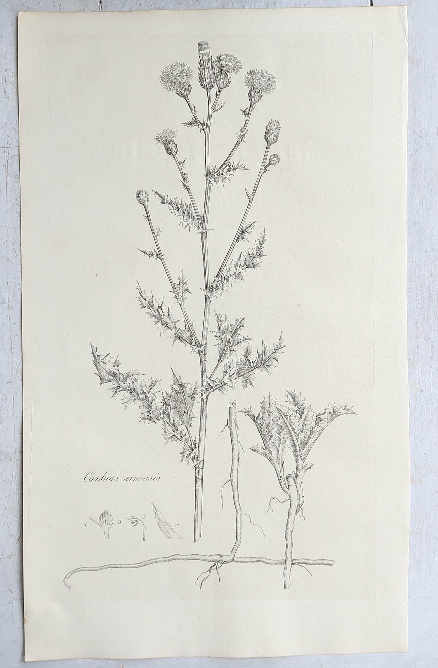 Set of 6 Original Antique Large Scale Botanical Prints - Thistles. Dated 1791 In Good Condition In St Annes, Lancashire