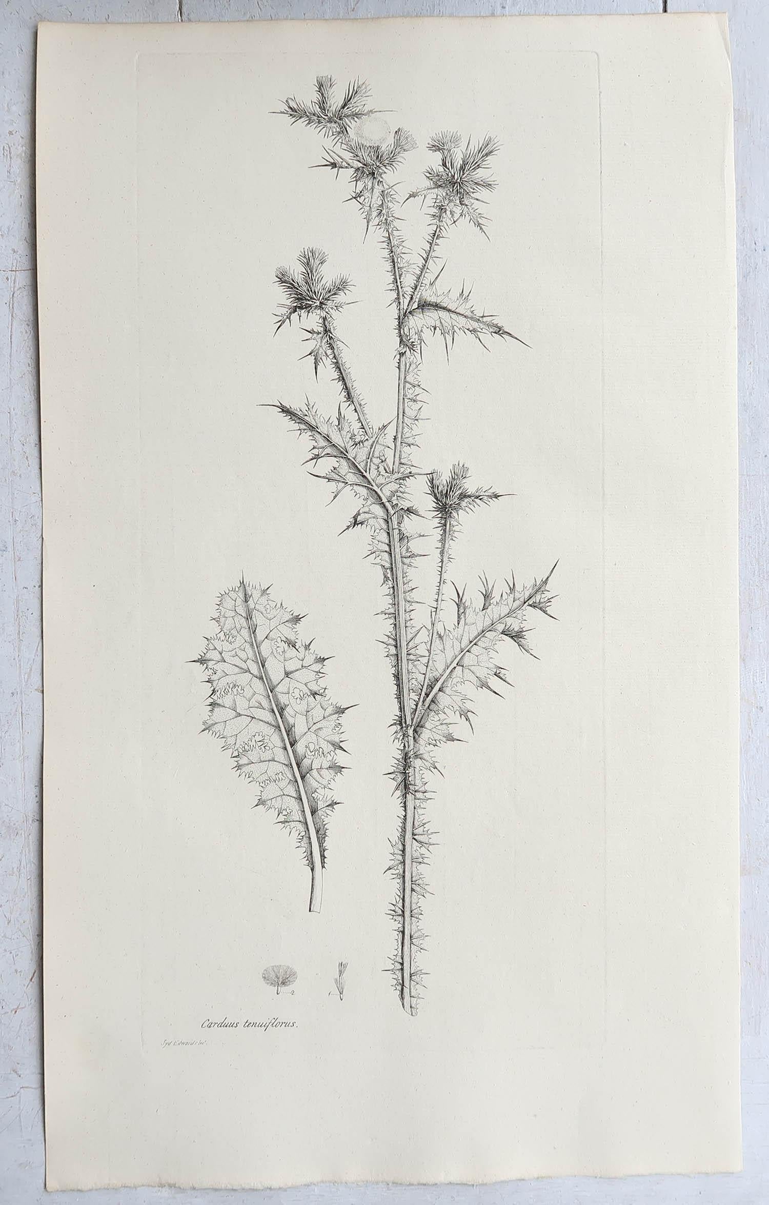 Late 18th Century Set of 6 Original Antique Large Scale Botanical Prints - Thistles. Dated 1791