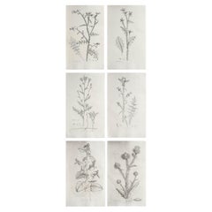 Set of 6 Original Antique Large Scale Botanical Prints - Thistles. Dated 1791