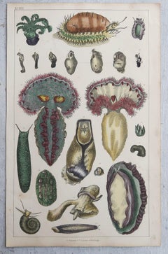 Set of 6 Original Antique Natural History Prints, 1847