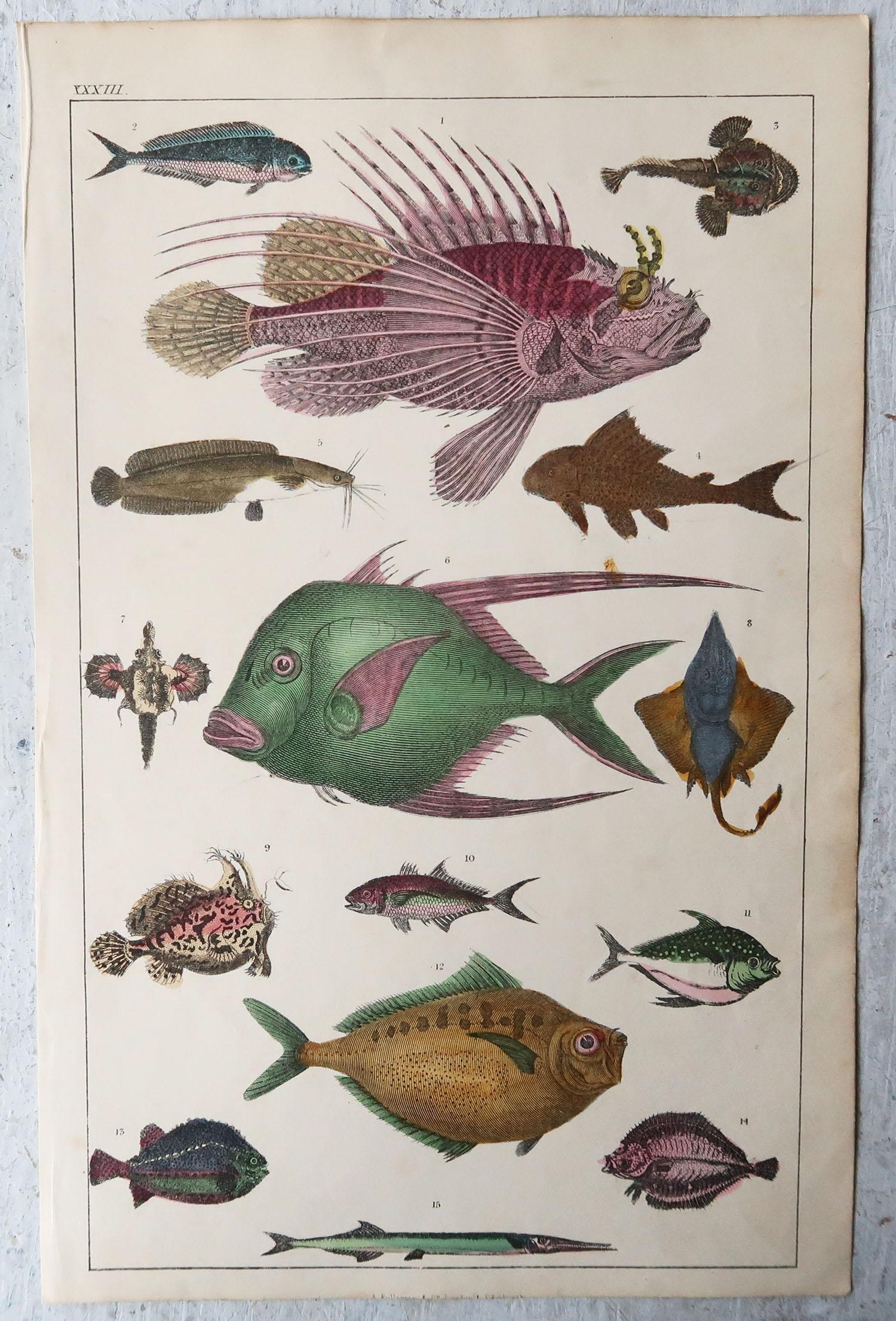 Folk Art Set of 6 Original Antique Natural History Prints, 1847