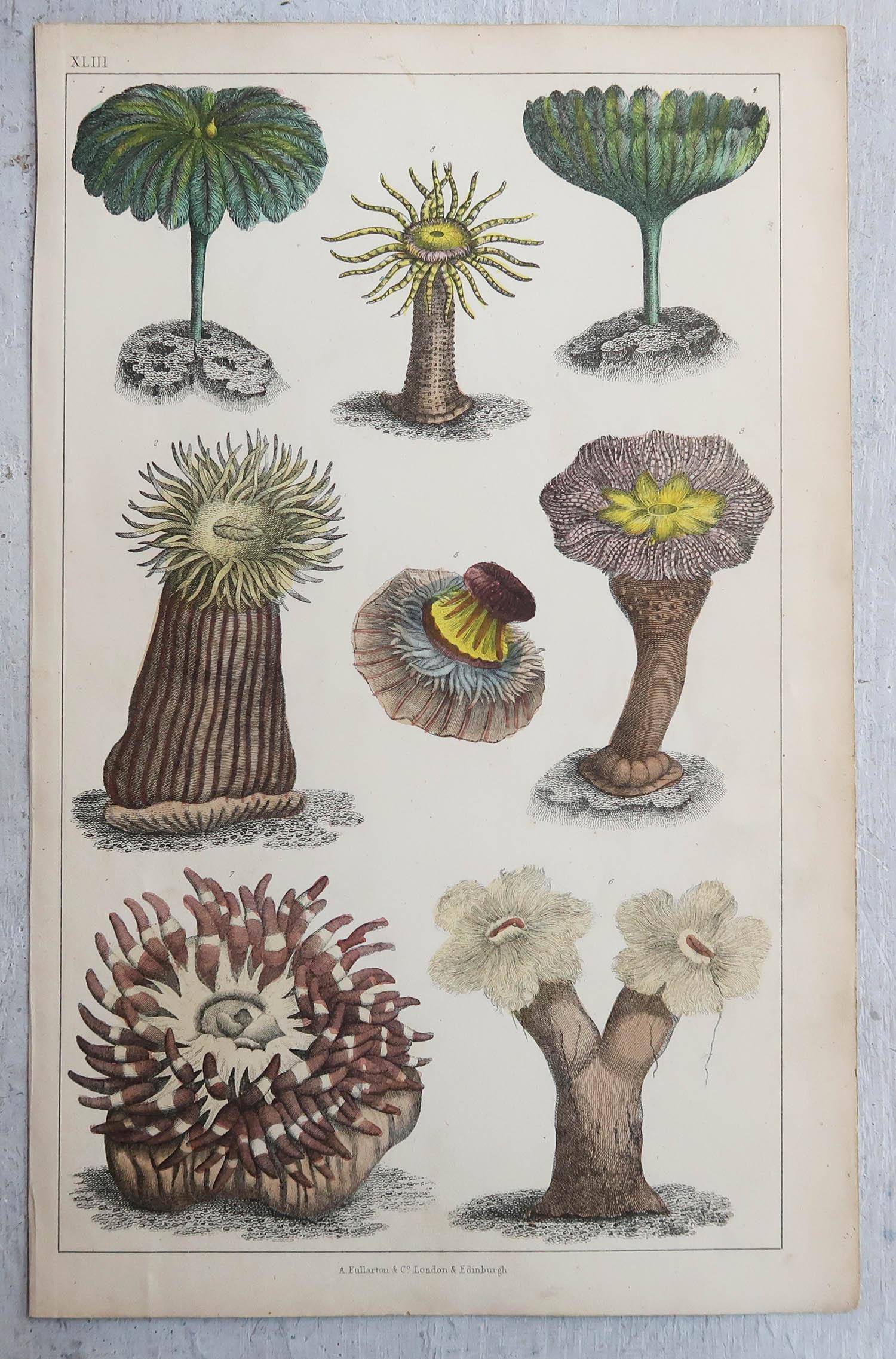 Folk Art Set of 6 Original Antique Natural History Prints, 1847 For Sale