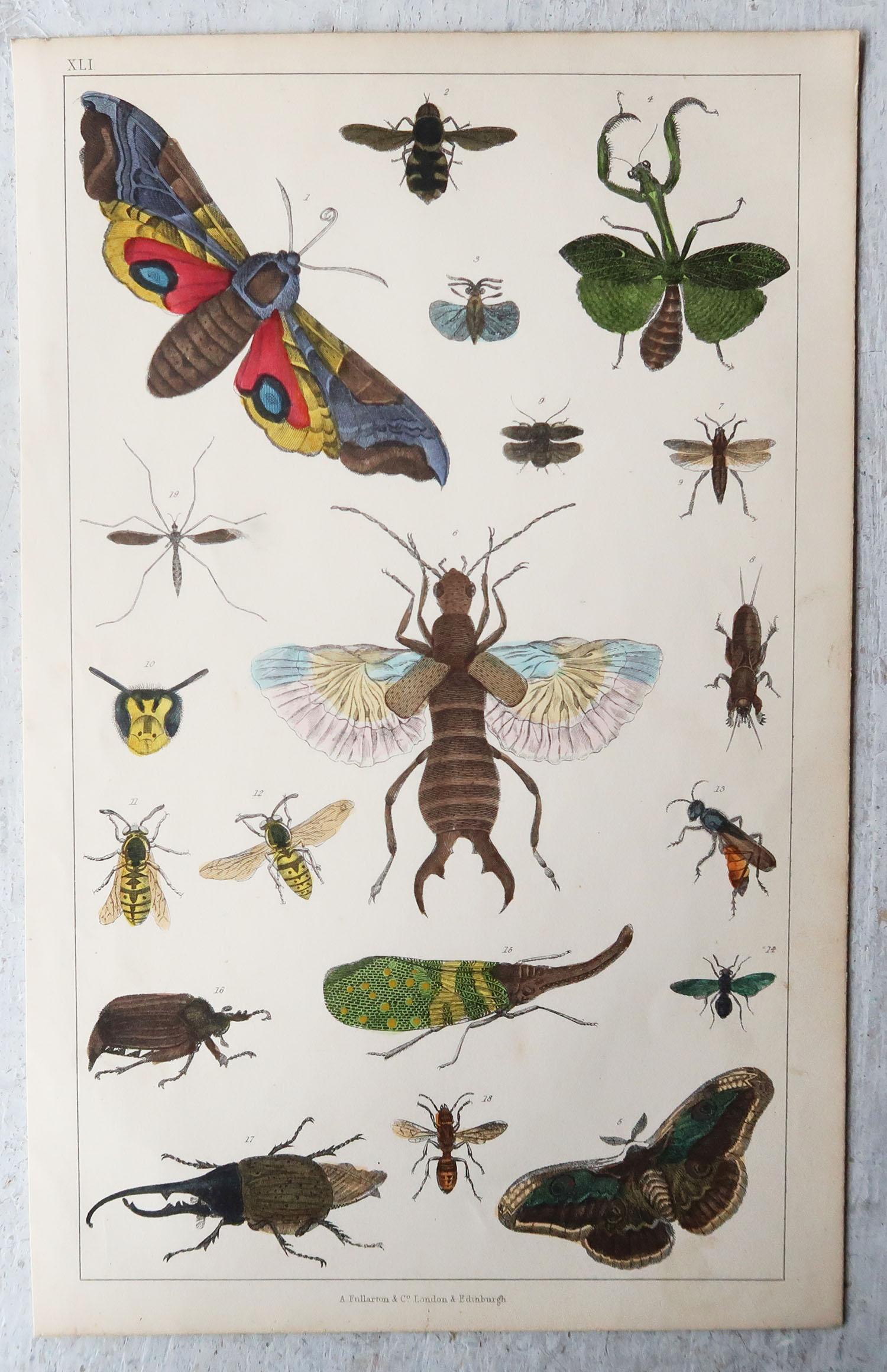 English Set of 6 Original Antique Natural History Prints, 1847