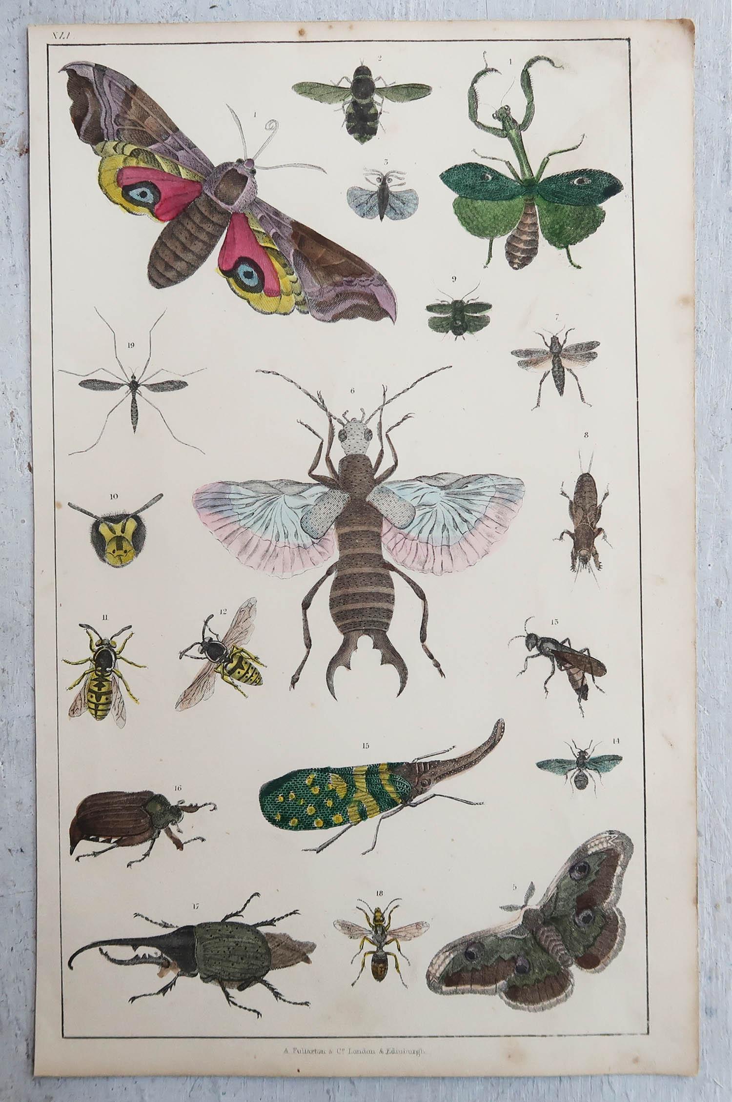 English Set of 6 Original Antique Natural History Prints, 1847 For Sale
