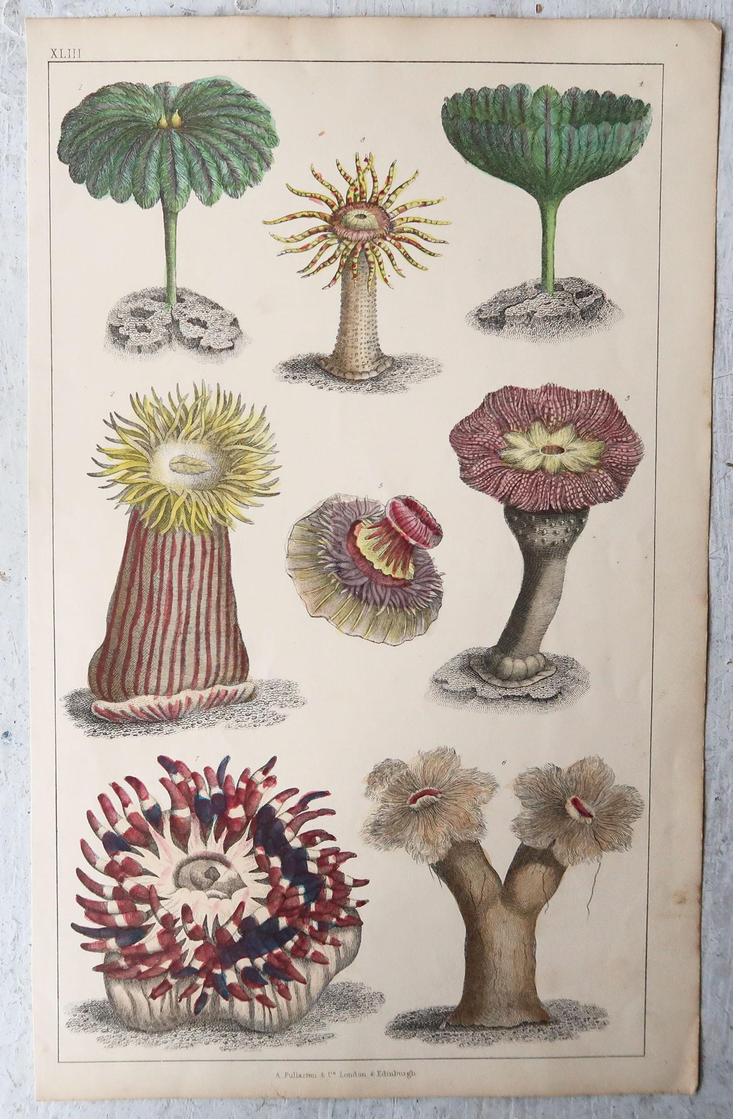 Other Set of 6 Original Antique Natural History Prints, 1847