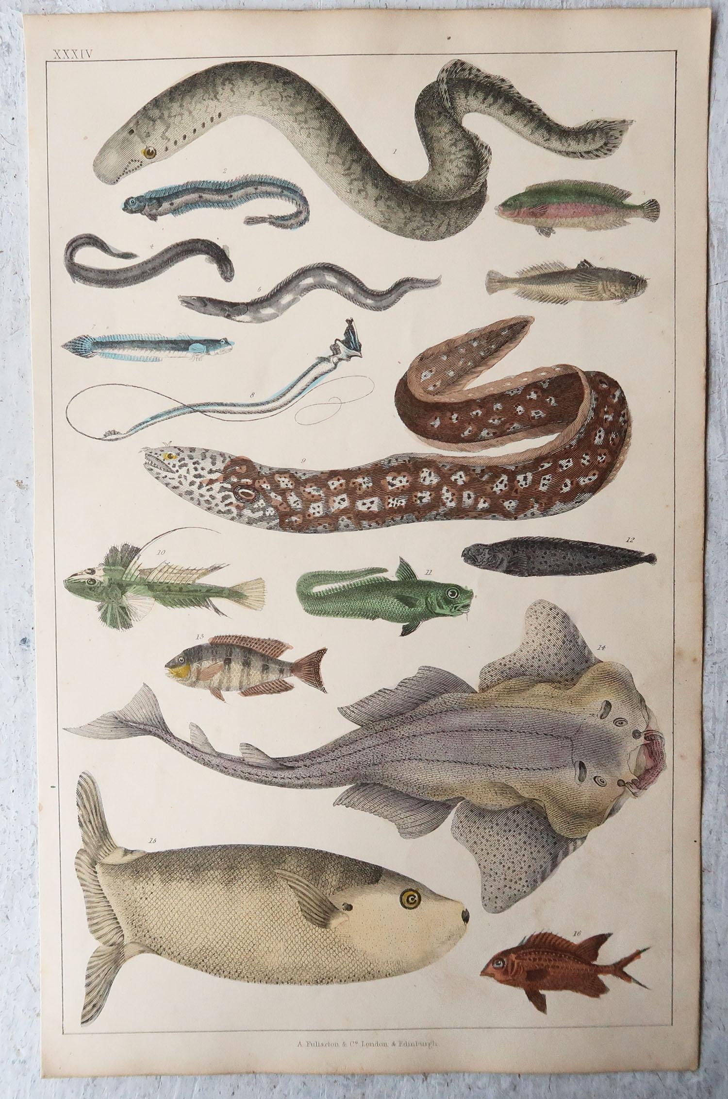 Set of 6 Original Antique Natural History Prints, 1847 In Good Condition In St Annes, Lancashire
