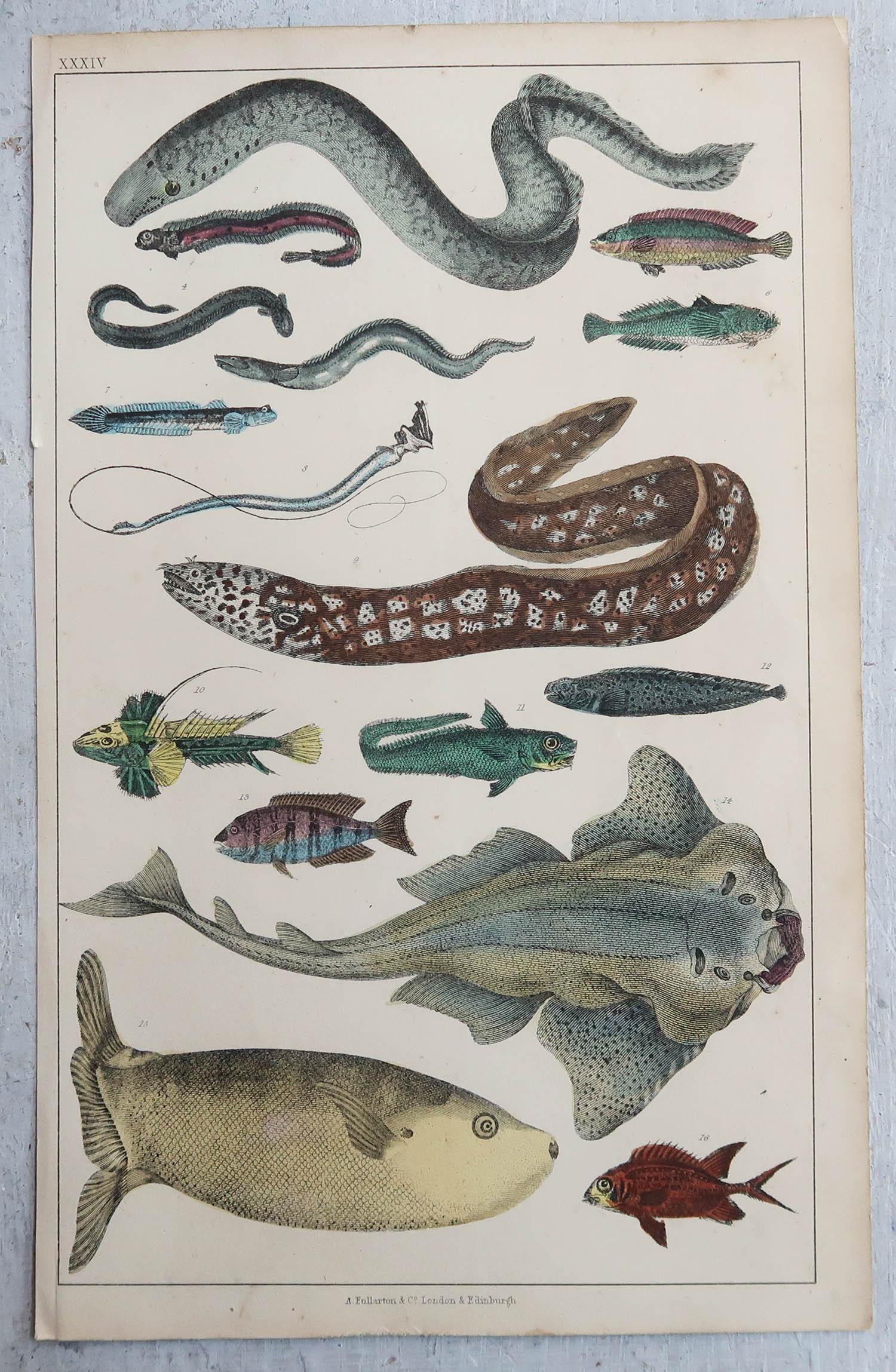Set of 6 Original Antique Natural History Prints, 1847 In Good Condition For Sale In St Annes, Lancashire
