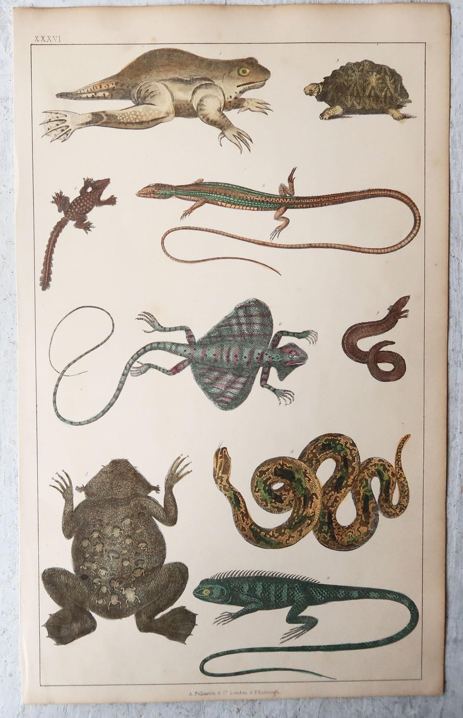 Mid-19th Century Set of 6 Original Antique Natural History Prints, 1847