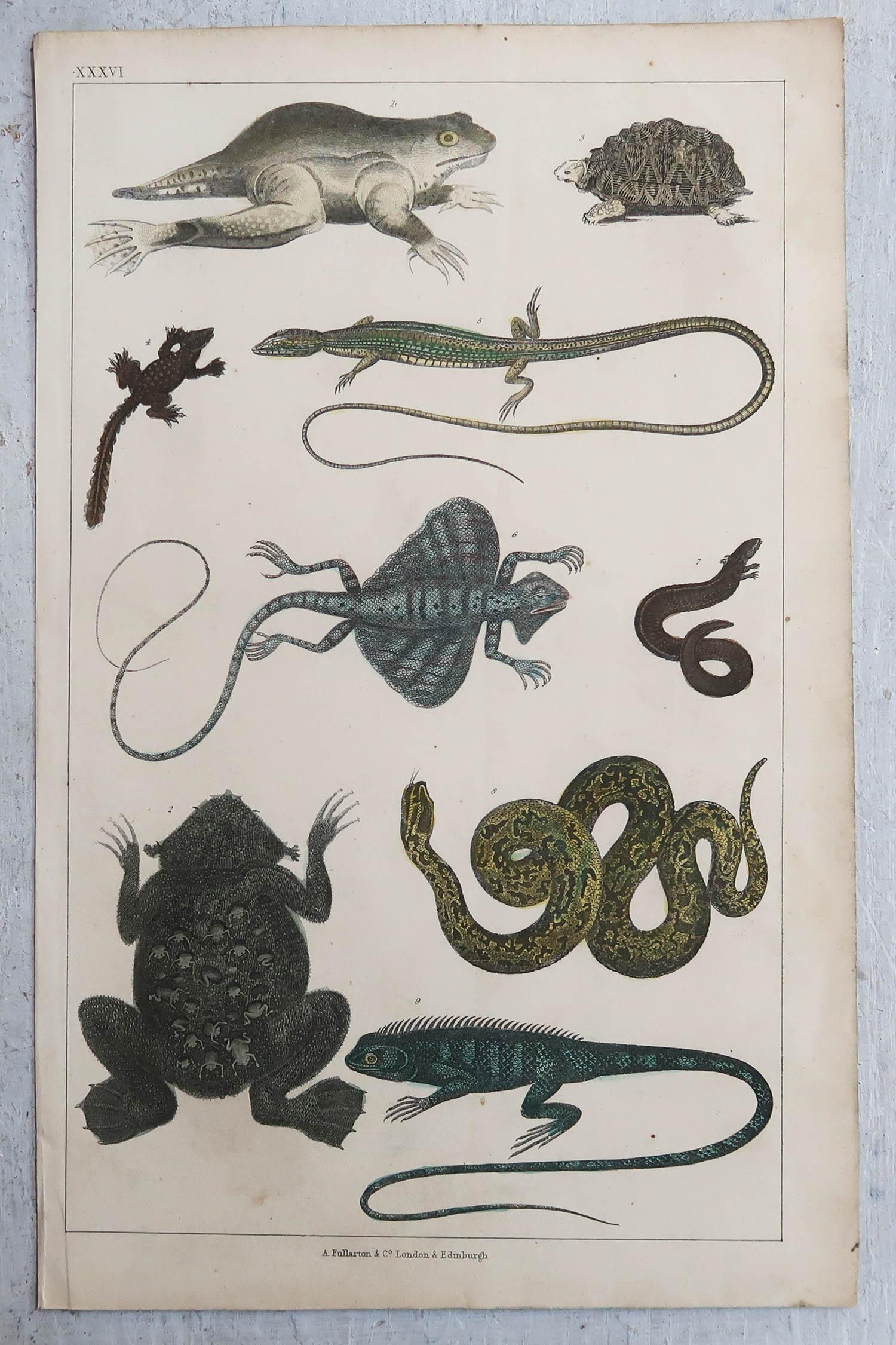 Mid-19th Century Set of 6 Original Antique Natural History Prints, 1847 For Sale