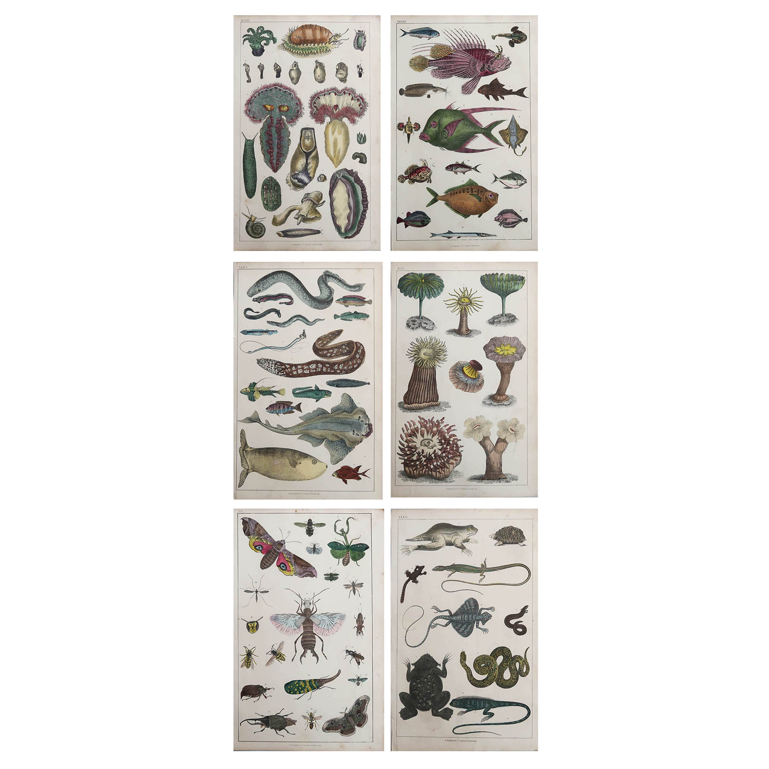 Set von 6 originalen antiken Drucken aus der Naturgeschichte, 1847