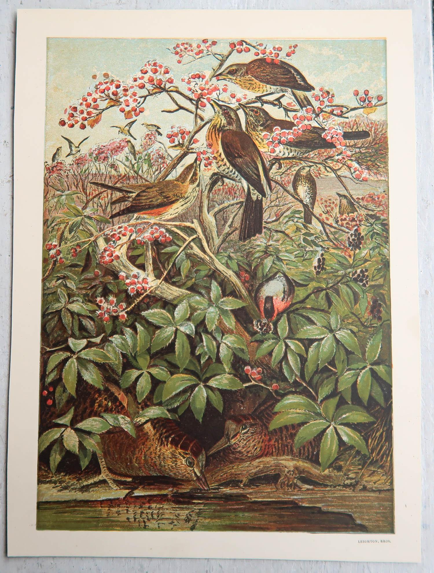 Wonderful set of 6 bird prints.

Lovely bright colours.

Chromolithographs by Leighton Brothers

Published circa 1880

Unframed.

The measurement given is the paper size of one print.