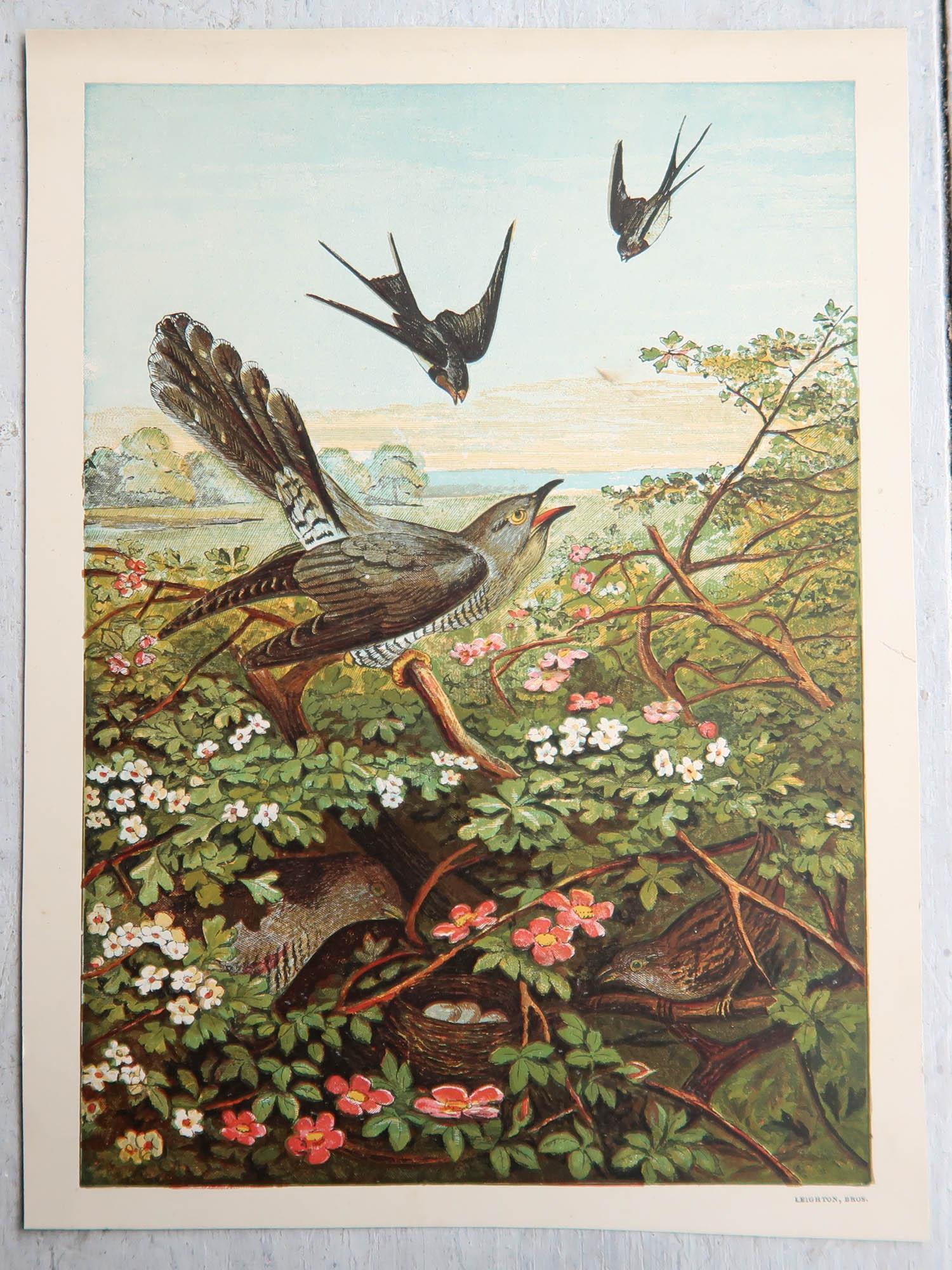 Set von 6 antiken Drucken von Vögeln mit Originaldruck, um 1880 (Viktorianisch) im Angebot