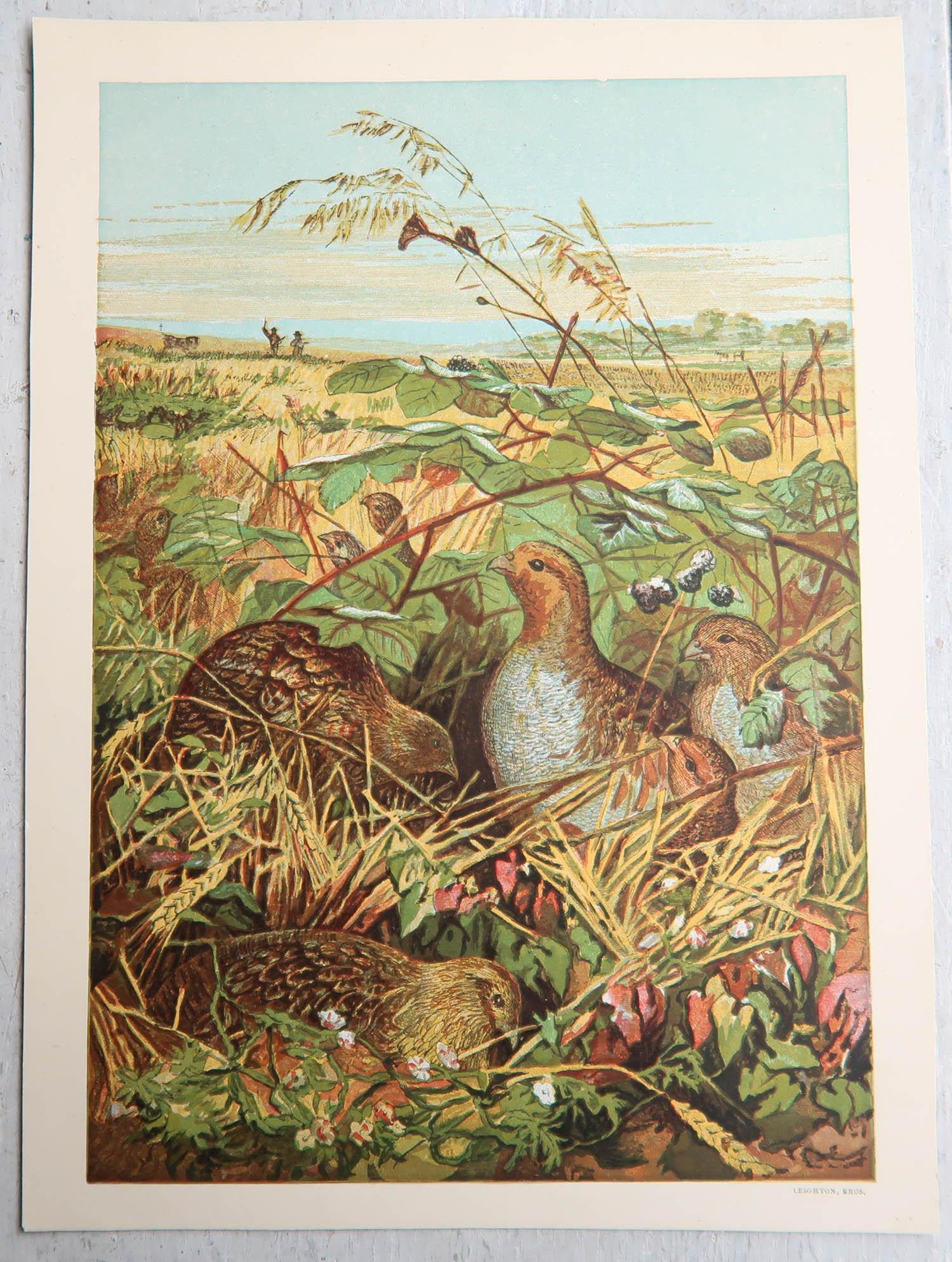 Anglais Ensemble de 6 tirages originaux d'antiquités d'oiseaux, vers 1880 en vente