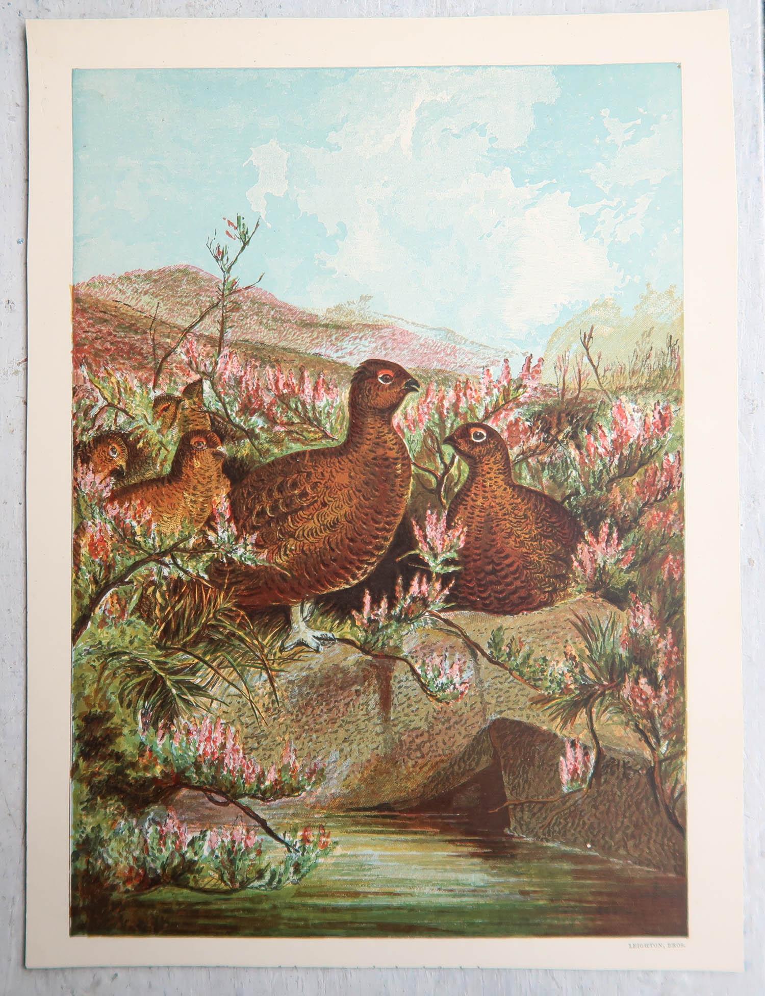 Other Set of 6 Original Antique Prints of Birds, circa 1880 For Sale