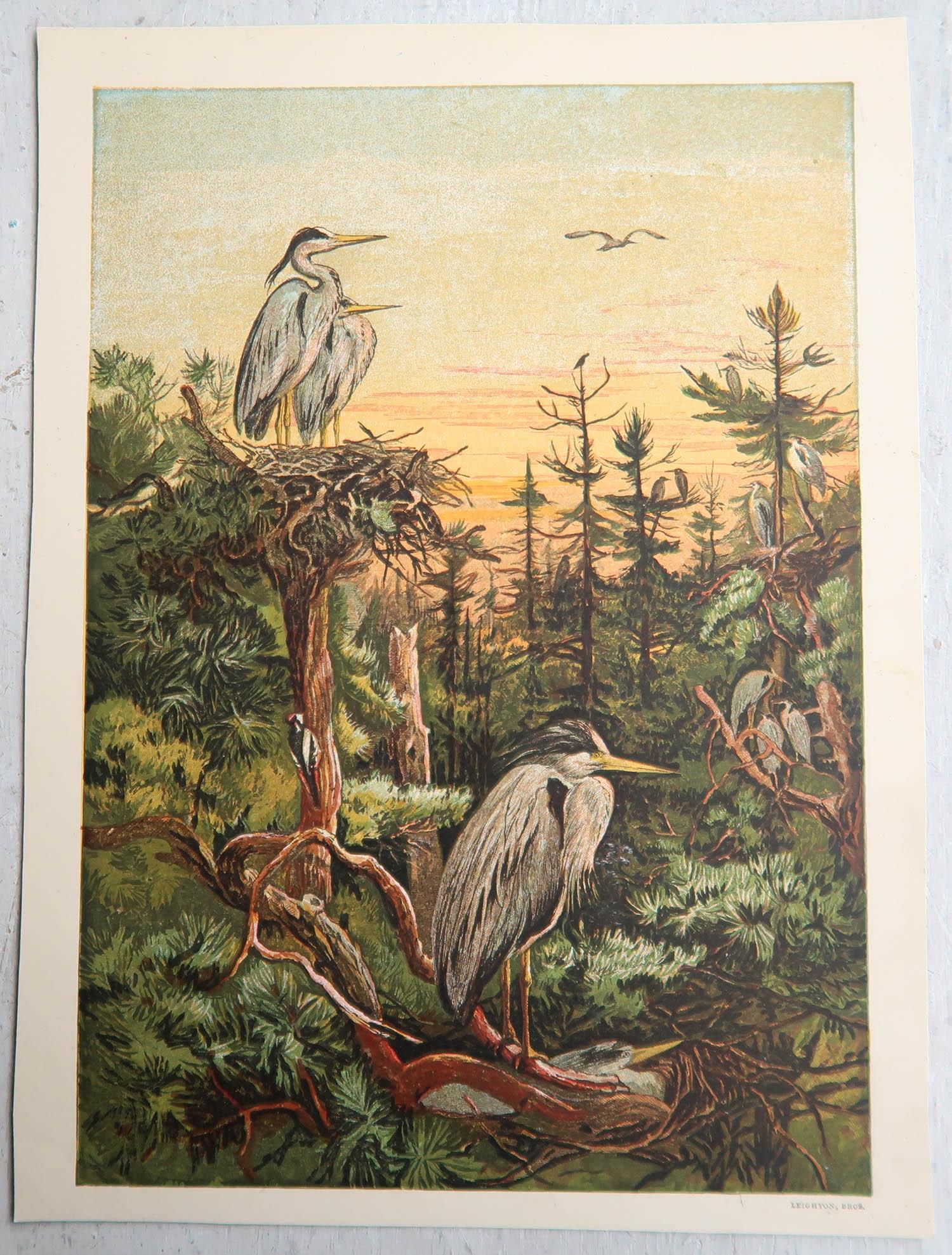 Set von 6 antiken Drucken von Vögeln mit Originaldruck, um 1880 (Spätes 19. Jahrhundert) im Angebot