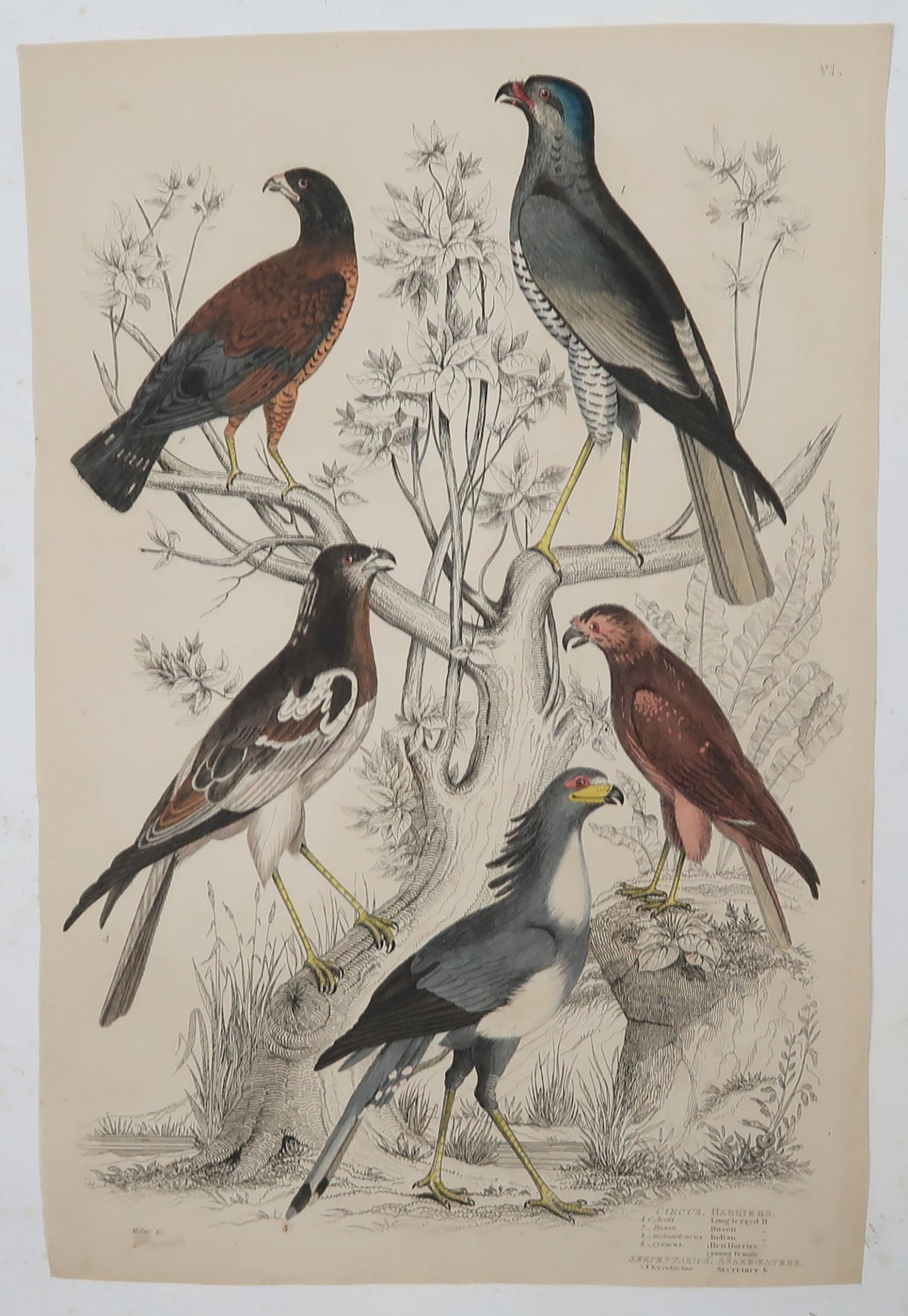 Great set of birds of prey

Lithographs after the drawings by Turvey, A. Wilson and Cpt. Brown.
 
Original color.

Unframed

A few repairs to minor edge tears

The measurement given below is for one print.