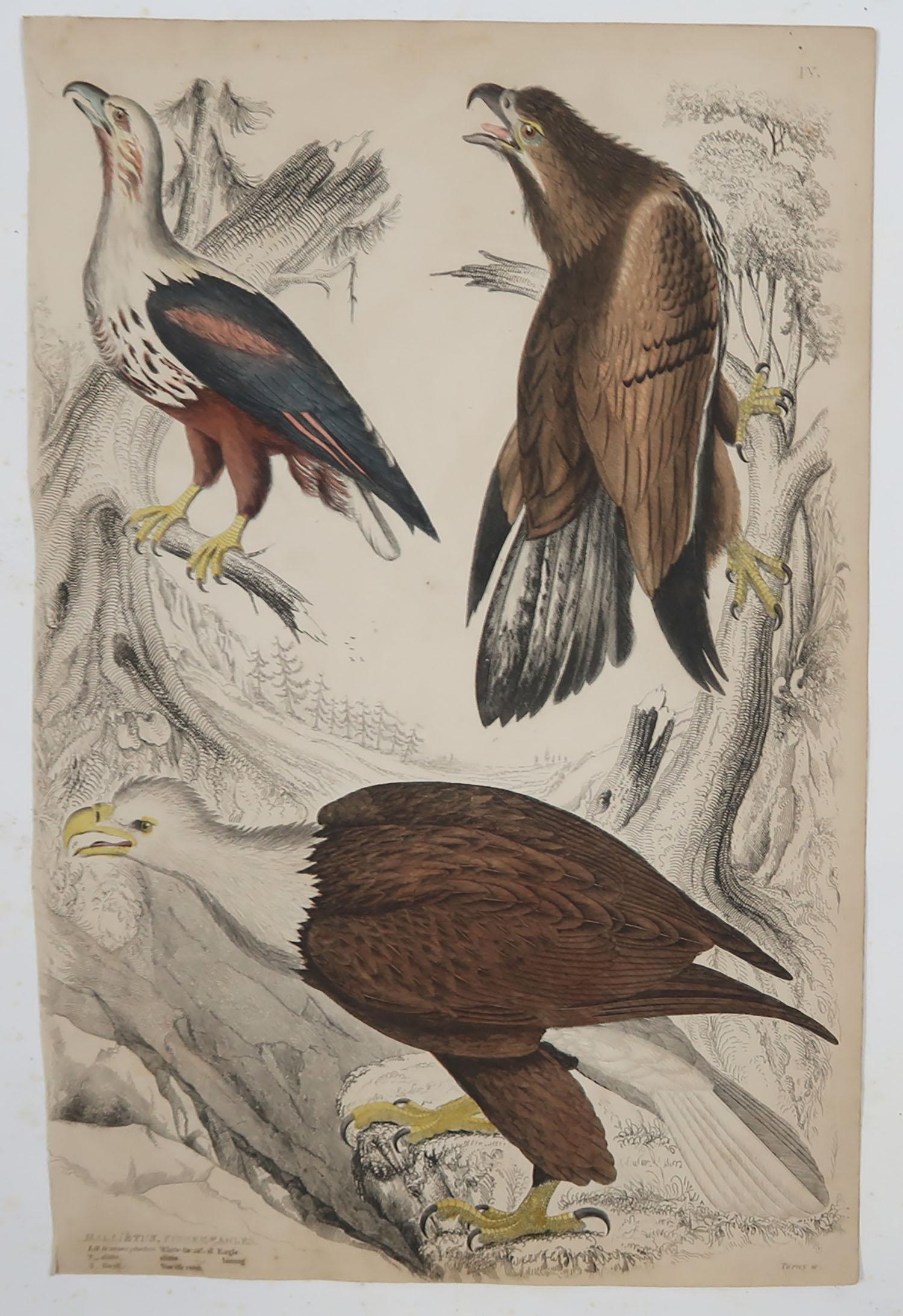 Folk Art Set of 6 Original Antique Prints of Birds of Prey, 1830s