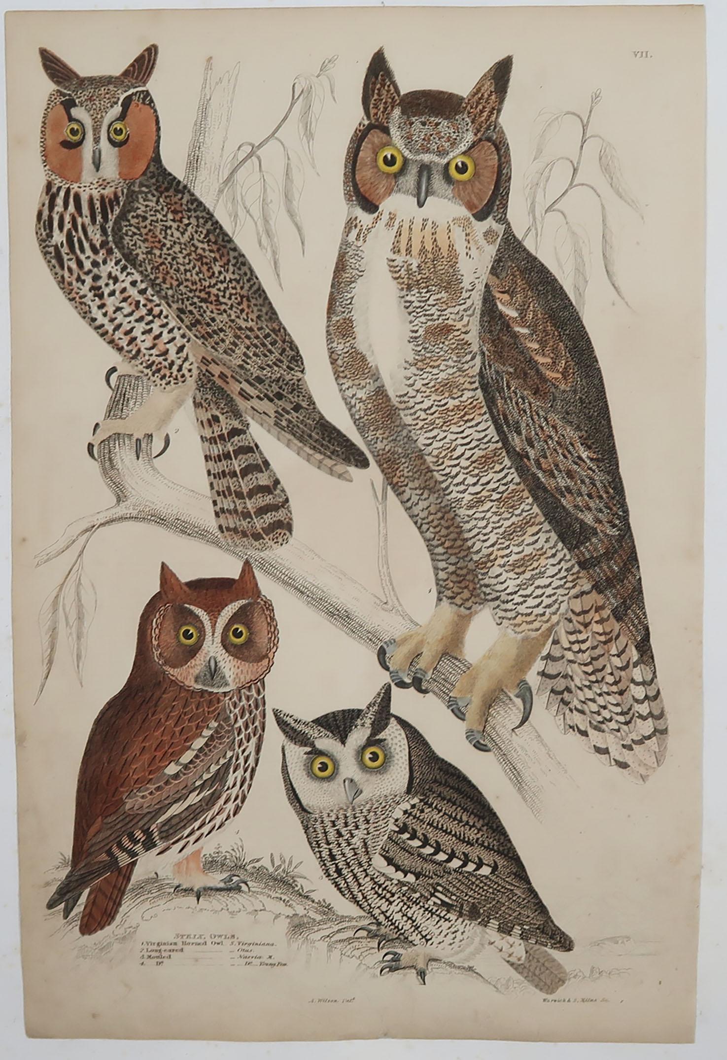 Scottish Set of 6 Original Antique Prints of Birds of Prey, 1830s