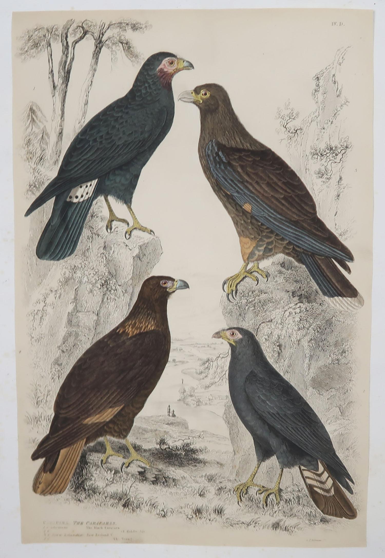 Other Set of 6 Original Antique Prints of Birds of Prey, 1830s