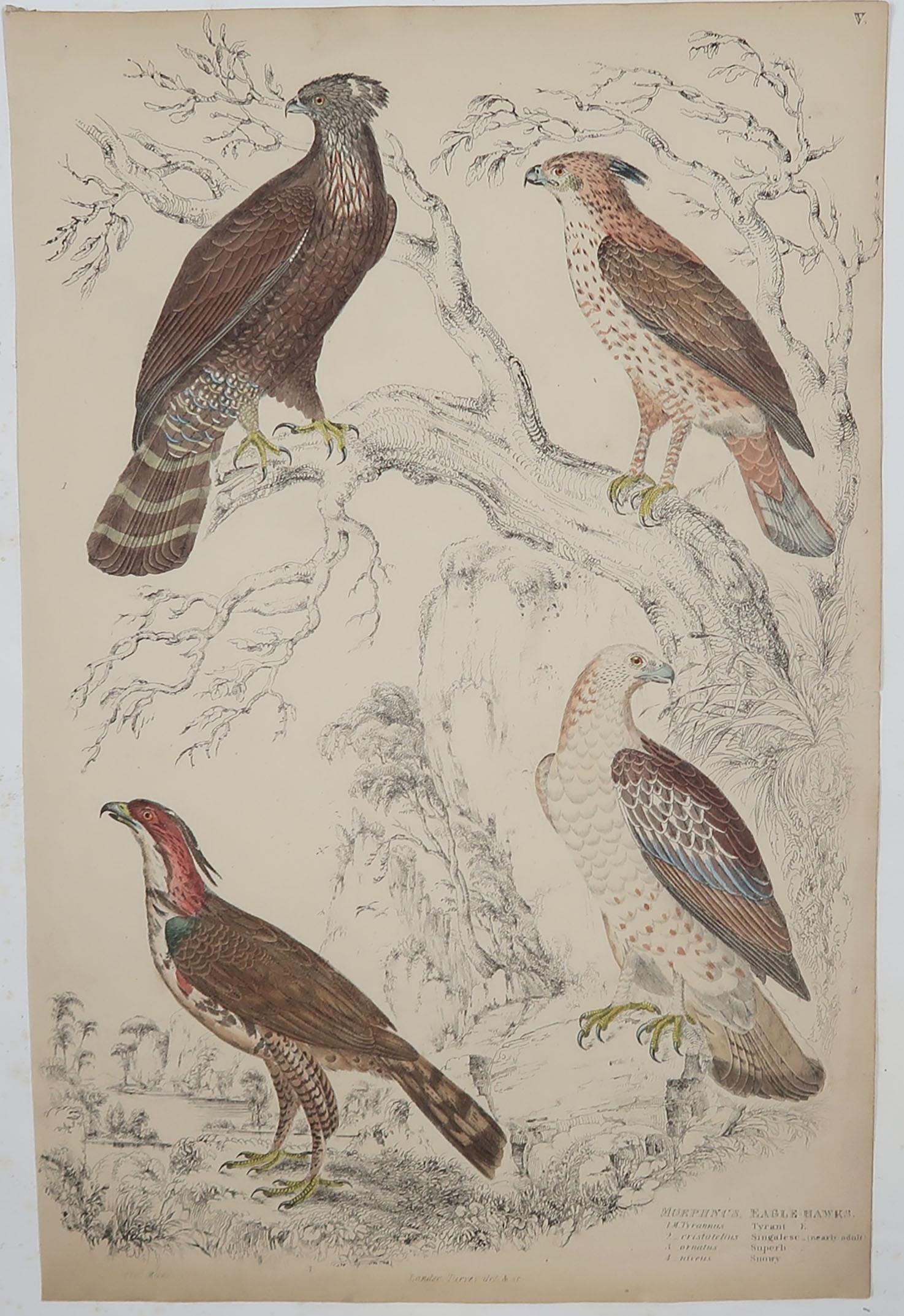 Set of 6 Original Antique Prints of Birds of Prey, 1830s In Good Condition In St Annes, Lancashire