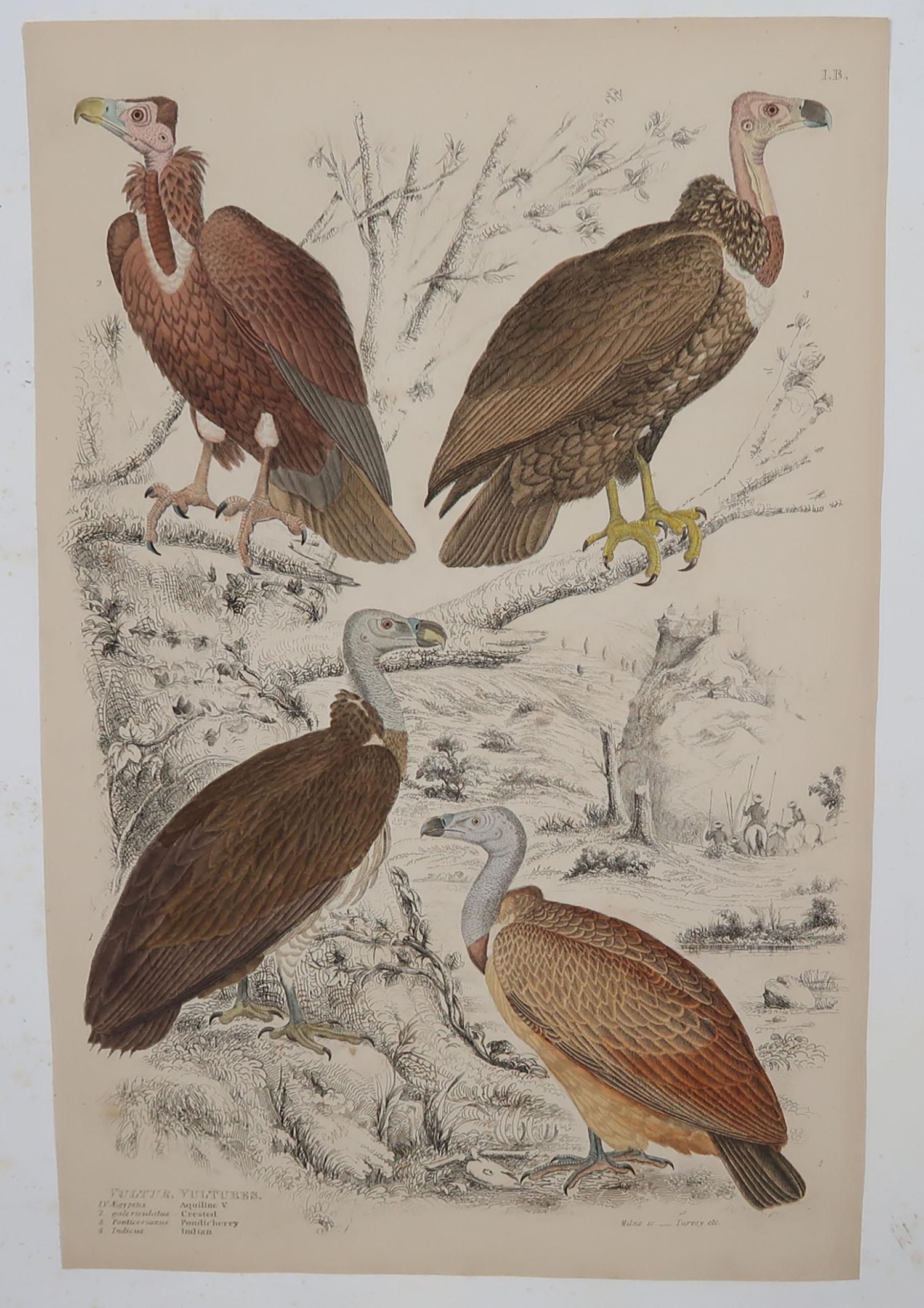 Mid-19th Century Set of 6 Original Antique Prints of Birds of Prey, 1830s