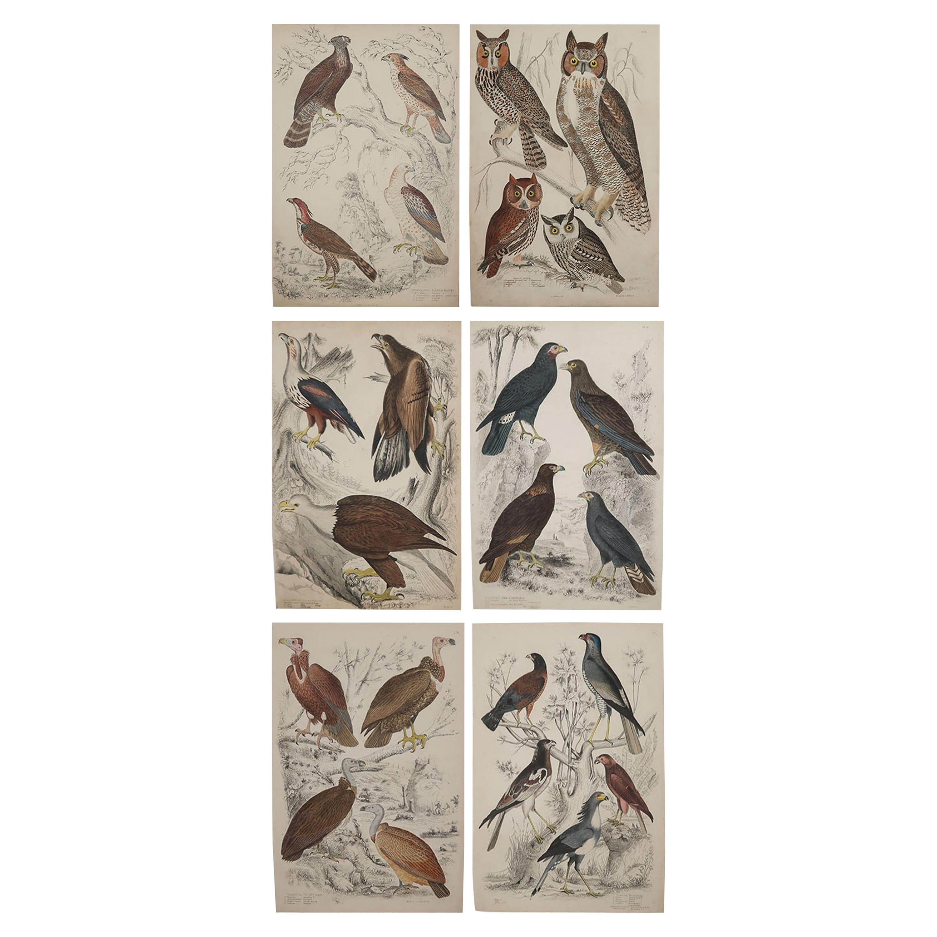 Set of 6 Original Antique Prints of Birds of Prey, 1830s