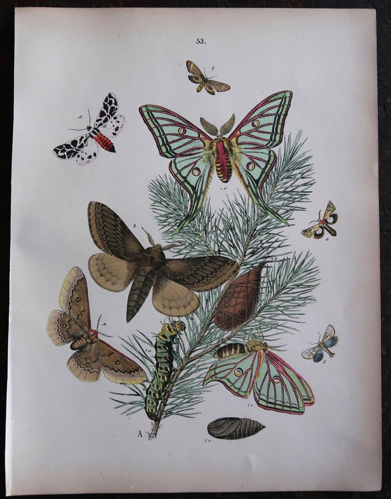 Great set of butterfly prints. 

Lithographs with original color

Published, circa 1880

Unframed.

 