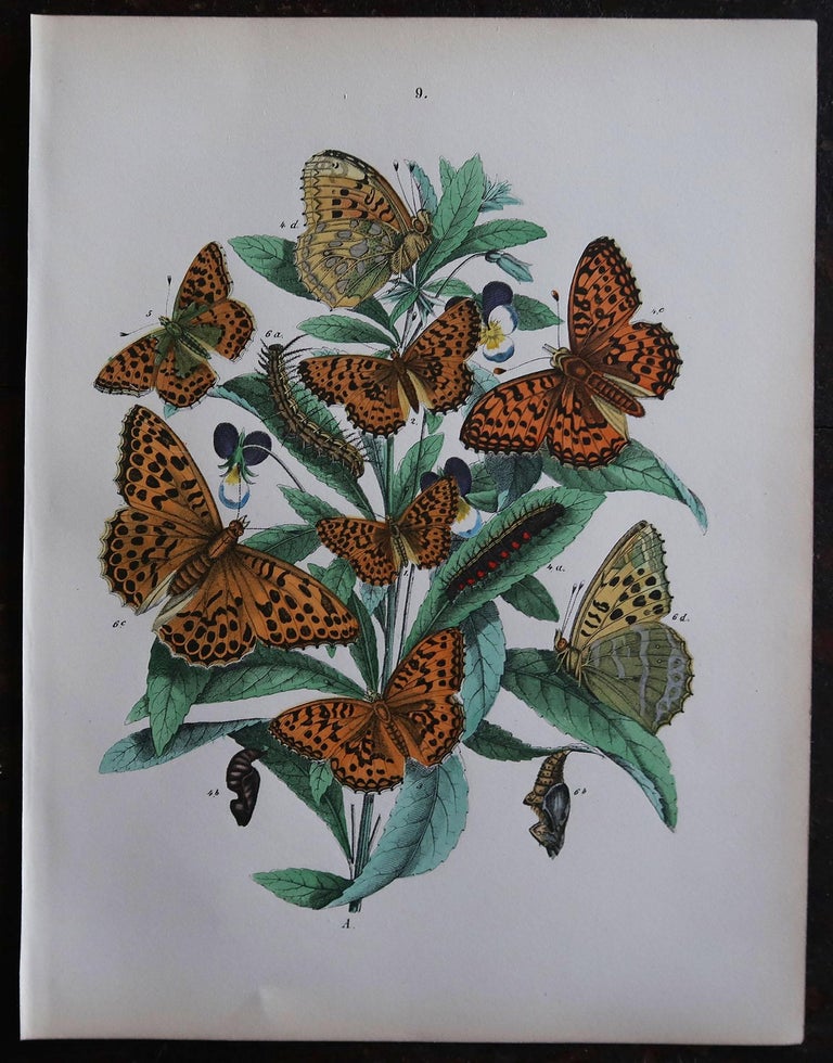 Victorian Set of 6 Original Antique Prints of Butterflies, circa 1880