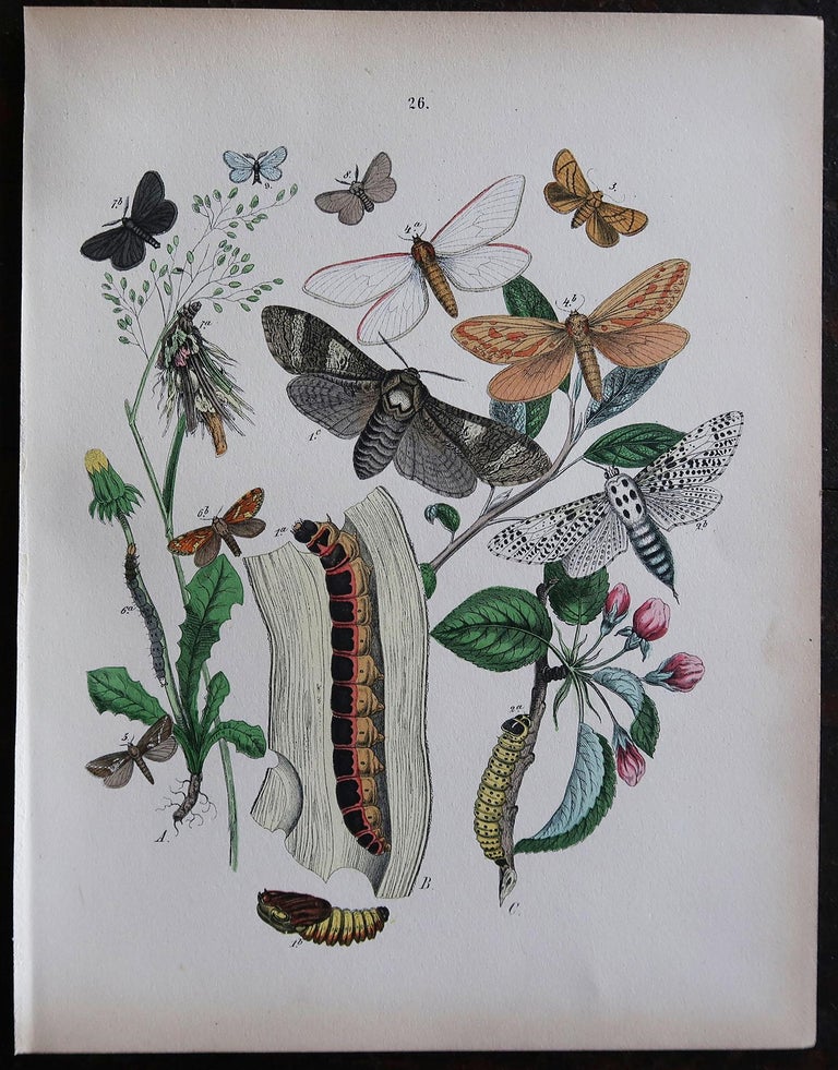 English Set of 6 Original Antique Prints of Butterflies, circa 1880