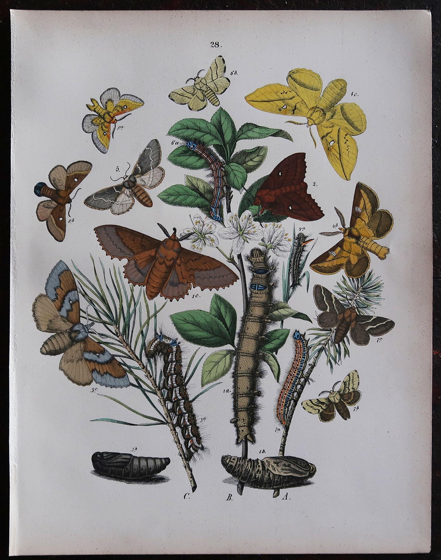 Other Set of 6 Original Antique Prints of Butterflies, circa 1880