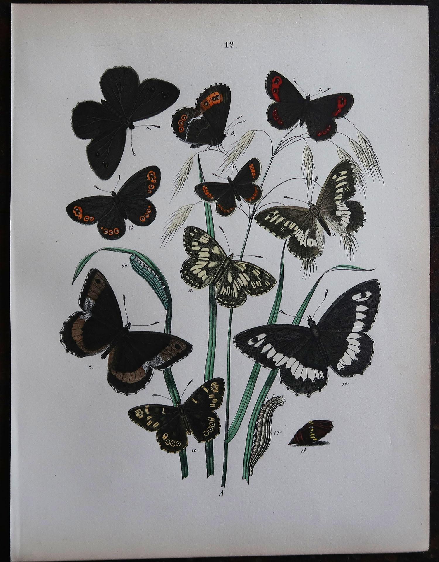 Late 19th Century Set of 6 Original Antique Prints of Butterflies, circa 1880