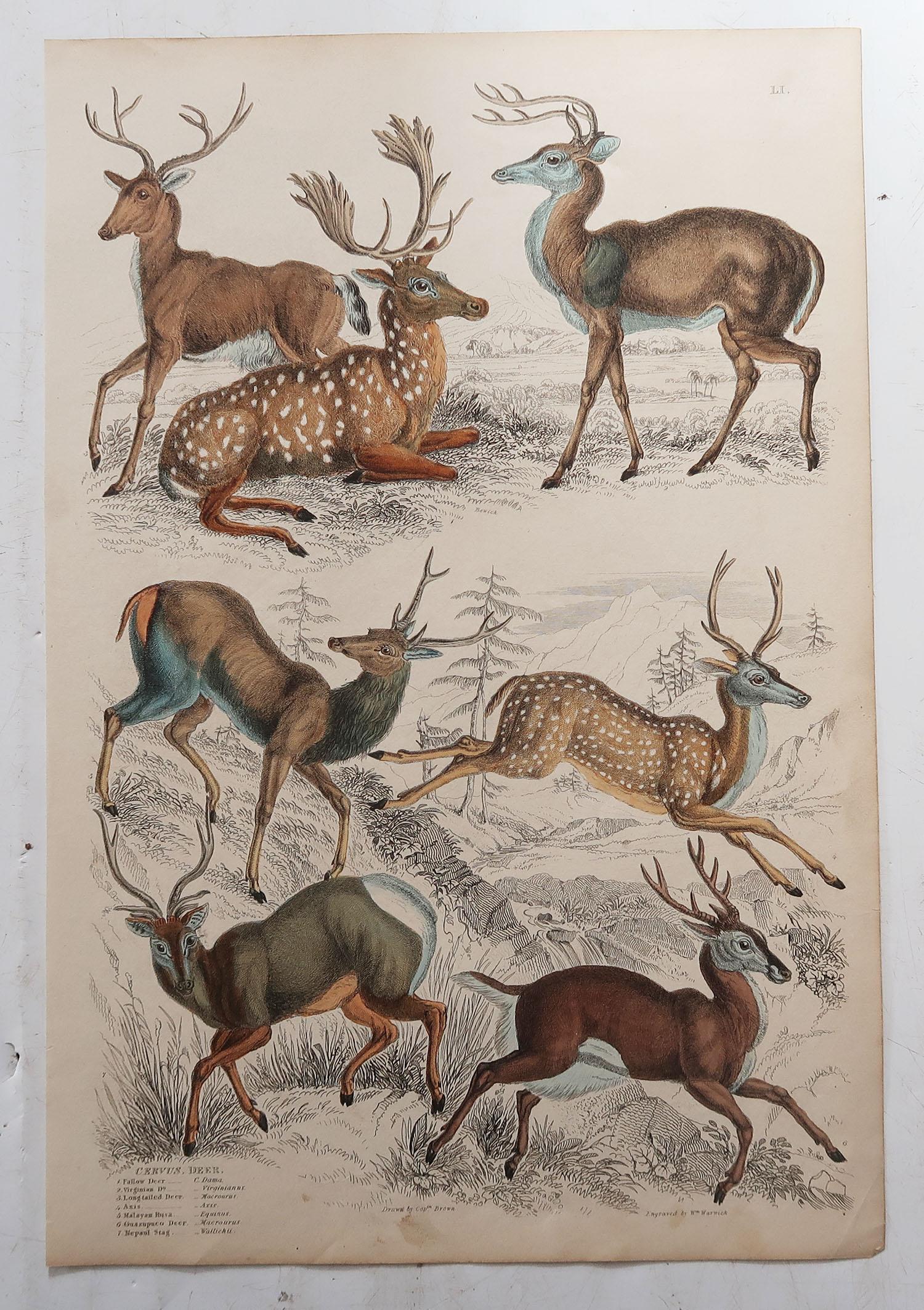 Great set of deer and moose.

Ideal for decorating a ski lodge

Lithographs after the drawings by Cpt. brown.
 
Original color.

Unframed

The measurement given below is for one print.