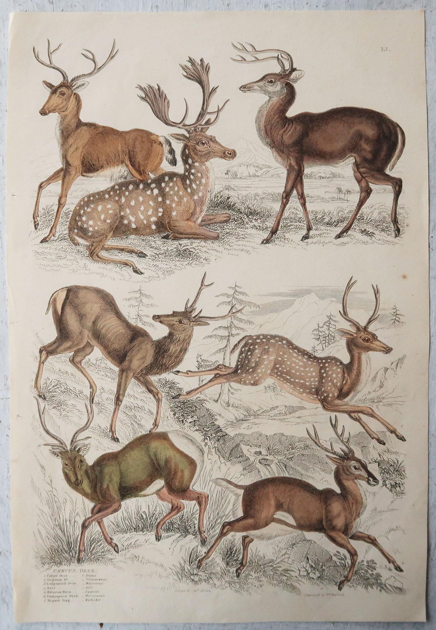 Great set of deer and moose.

Ideal for decorating a ski lodge

Lithographs after the drawings by Cpt. brown.
 
Original color.

Unframed

The measurement given below is for one print.