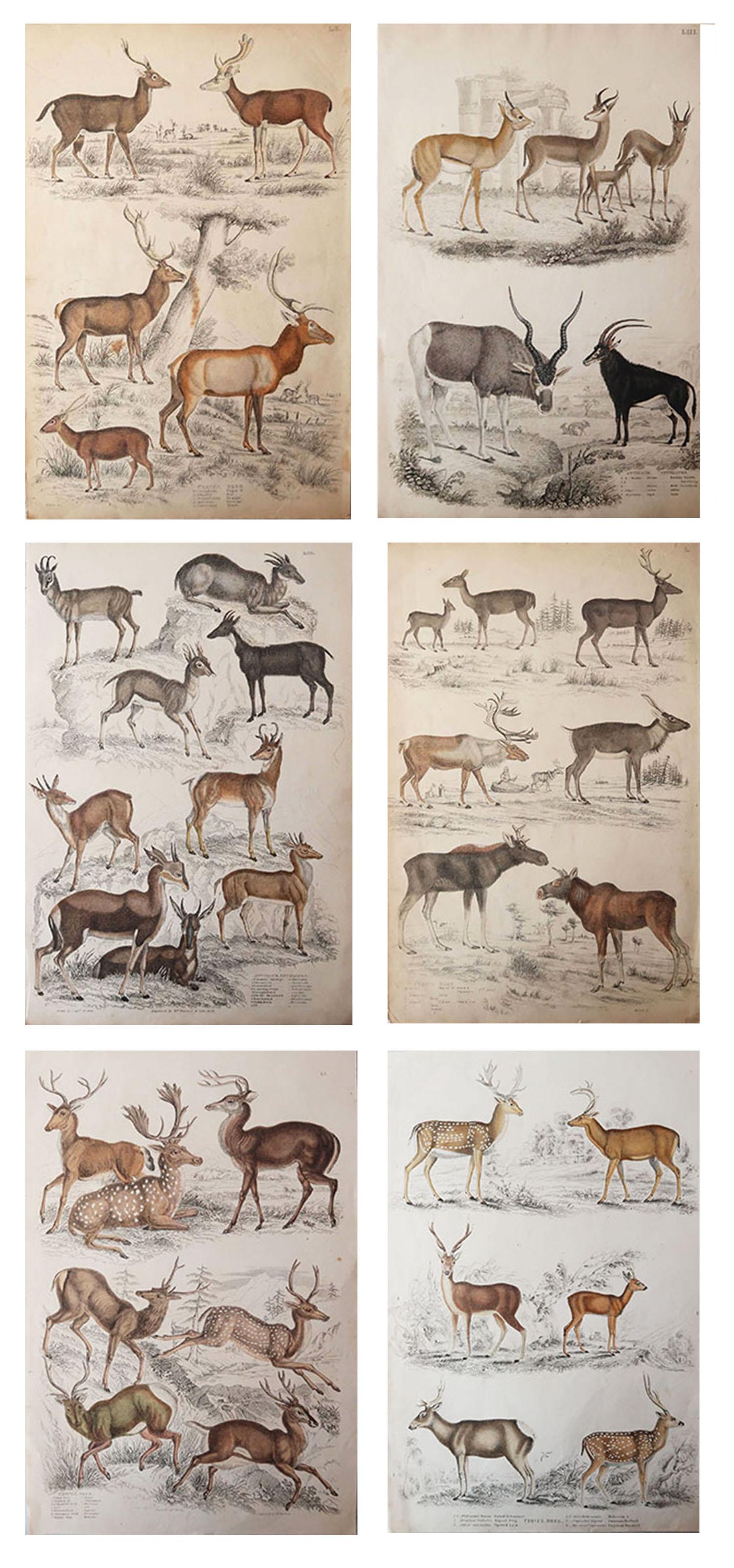 Great set of deer and moose.

Ideal for decorating a ski lodge

Lithographs after the drawings by Cpt. brown.
 
Original color.

Unframed

The measurement given below is for one print.
