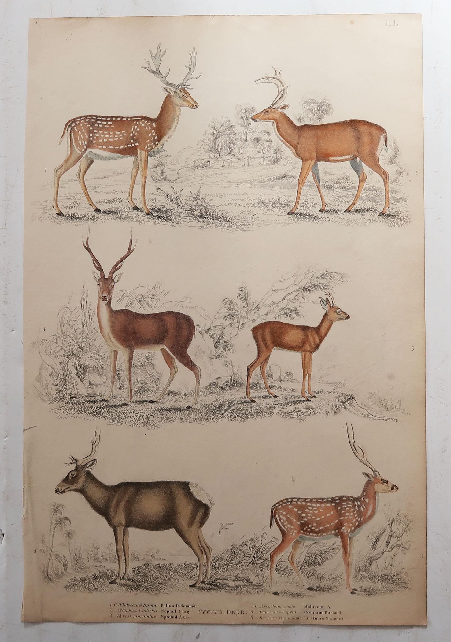 Country Set of 6 Original Antique Prints of Deer, 1830s