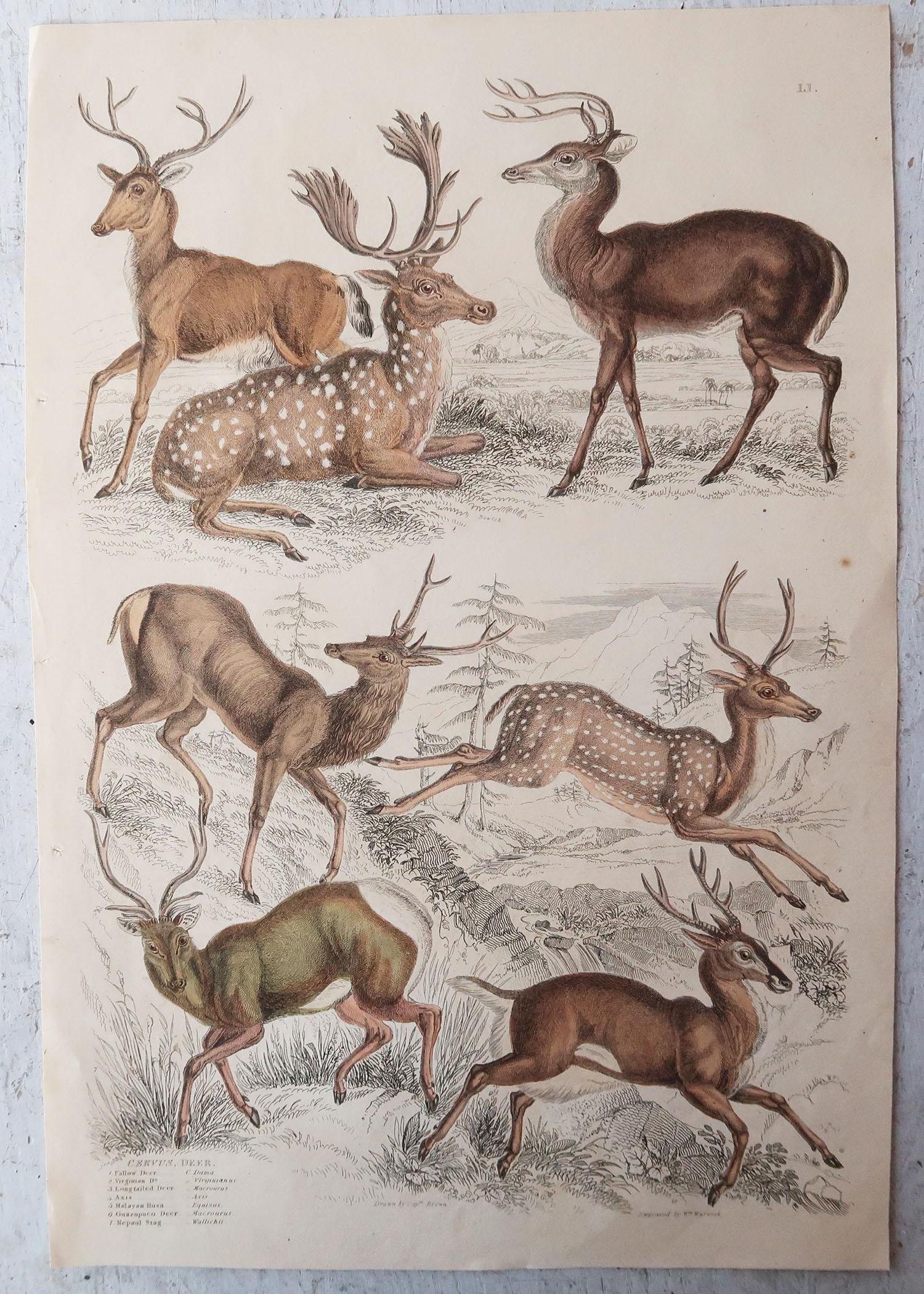 Country Set of 6 Original Antique Prints of Deer, 1830s