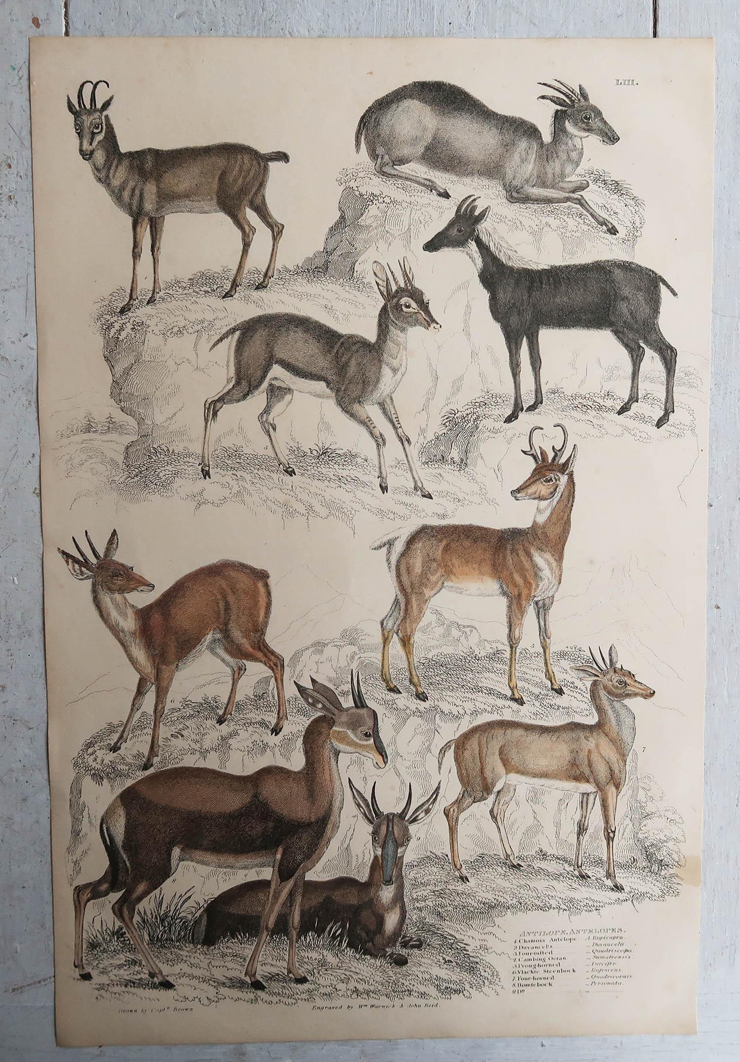Folk Art Set of 6 Original Antique Prints of Deer, 1830s For Sale