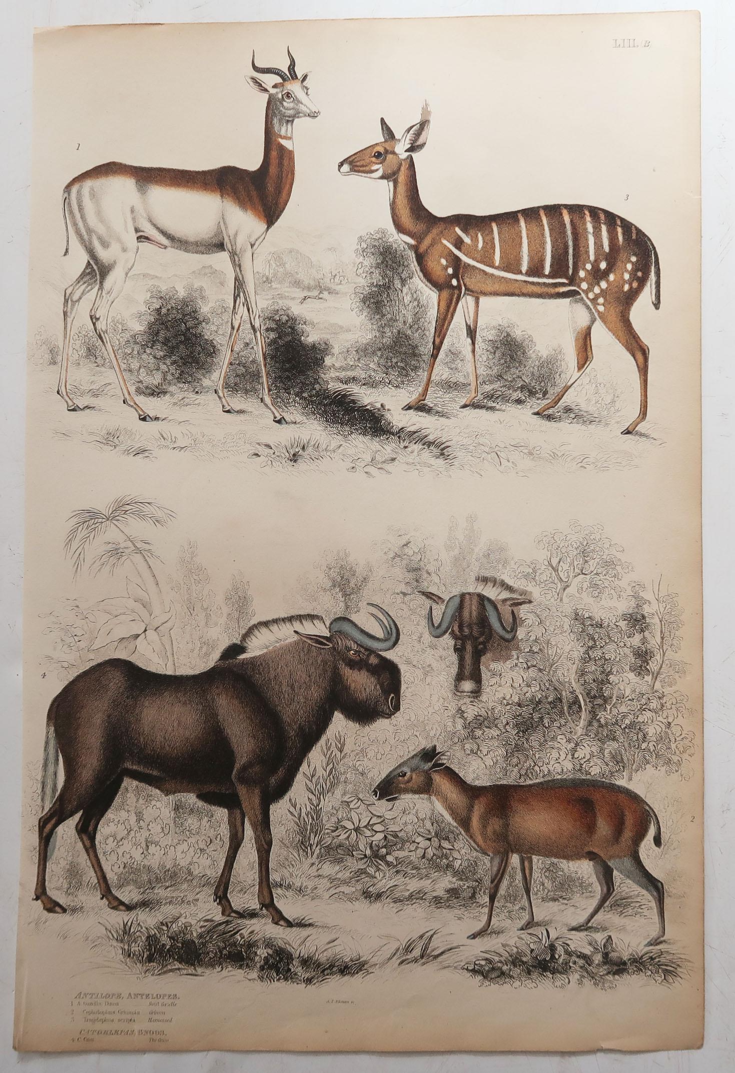 Scottish Set of 6 Original Antique Prints of Deer, 1830s