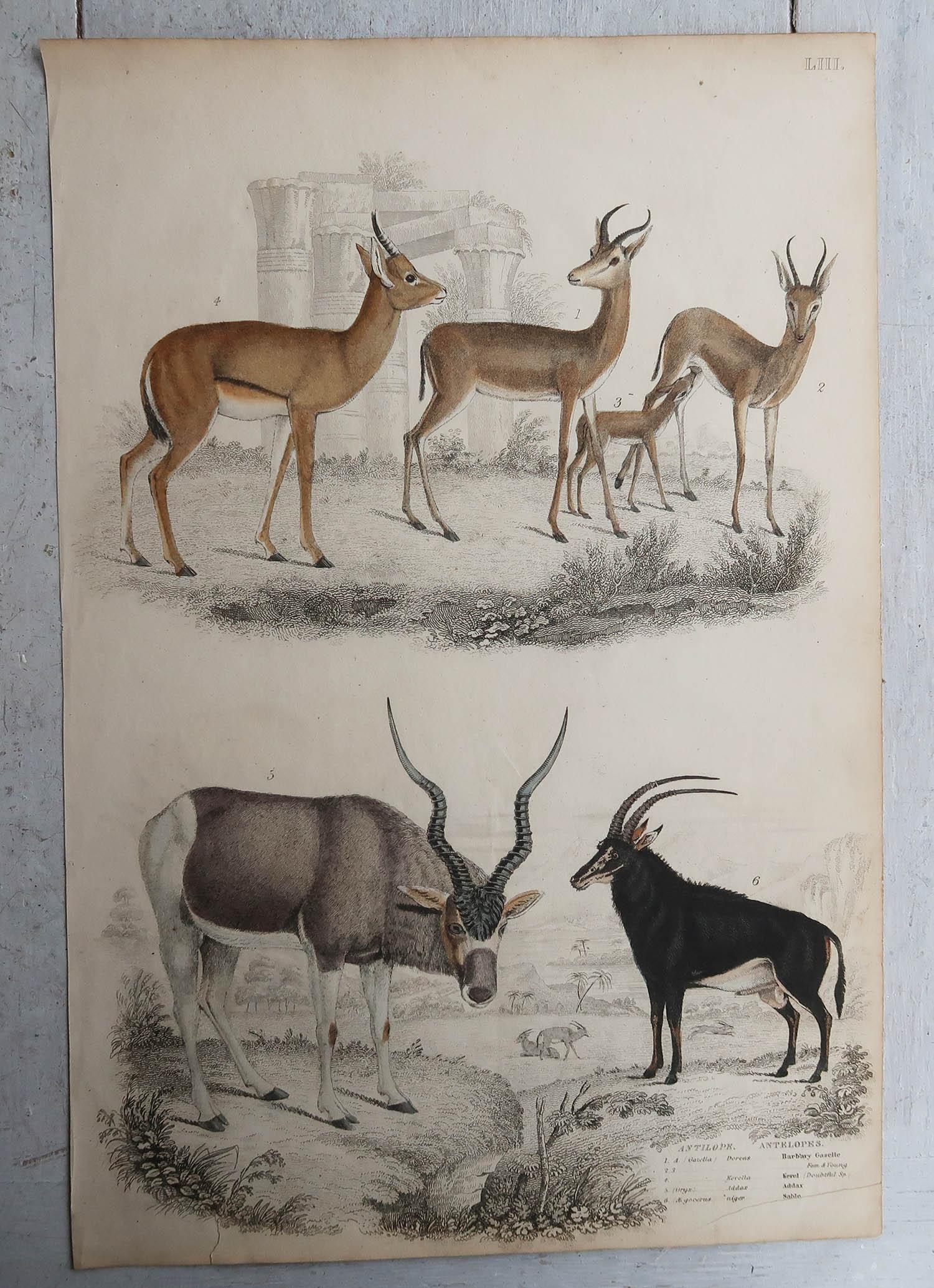 Scottish Set of 6 Original Antique Prints of Deer, 1830s For Sale