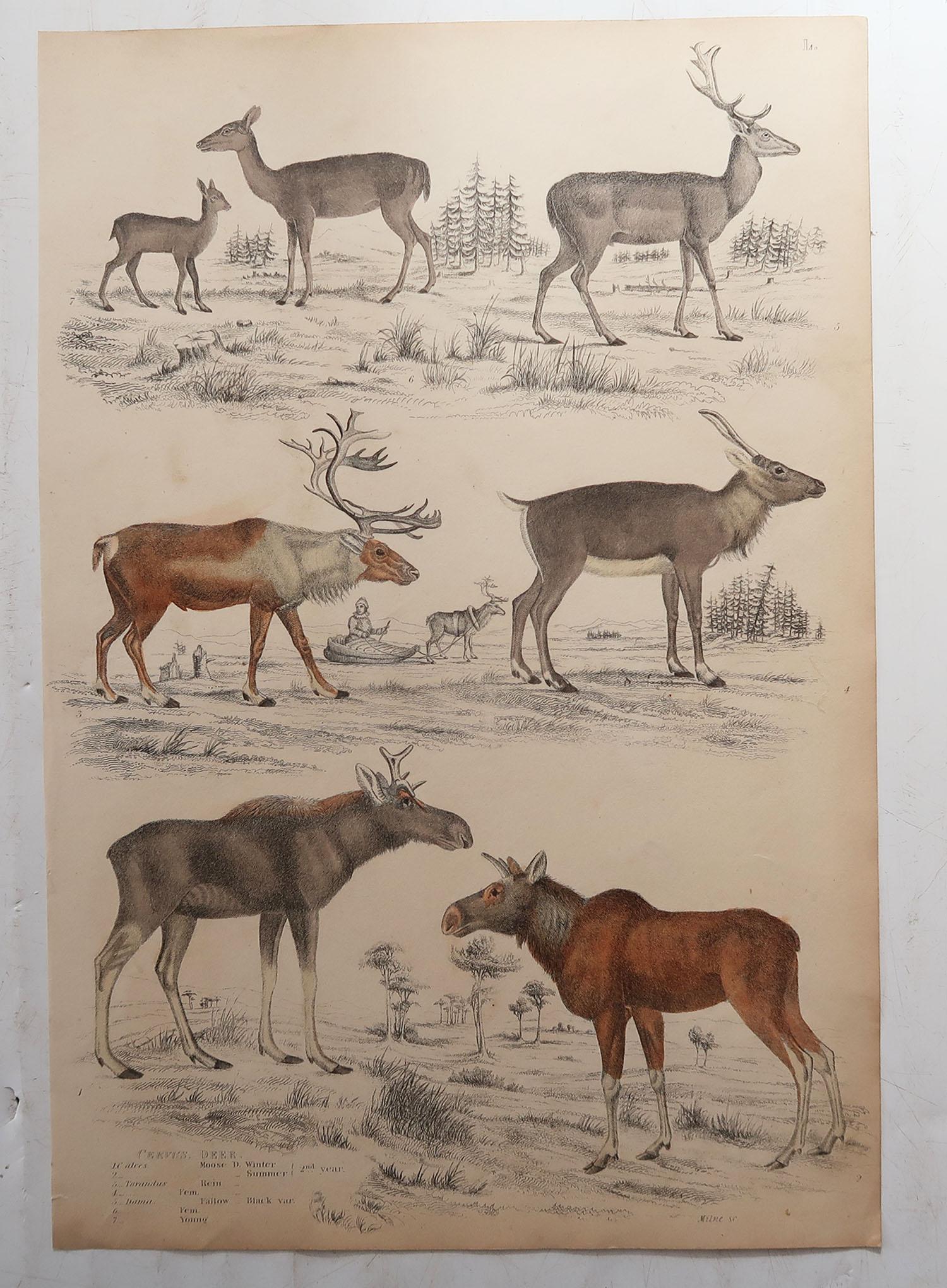 Other Set of 6 Original Antique Prints of Deer, 1830s